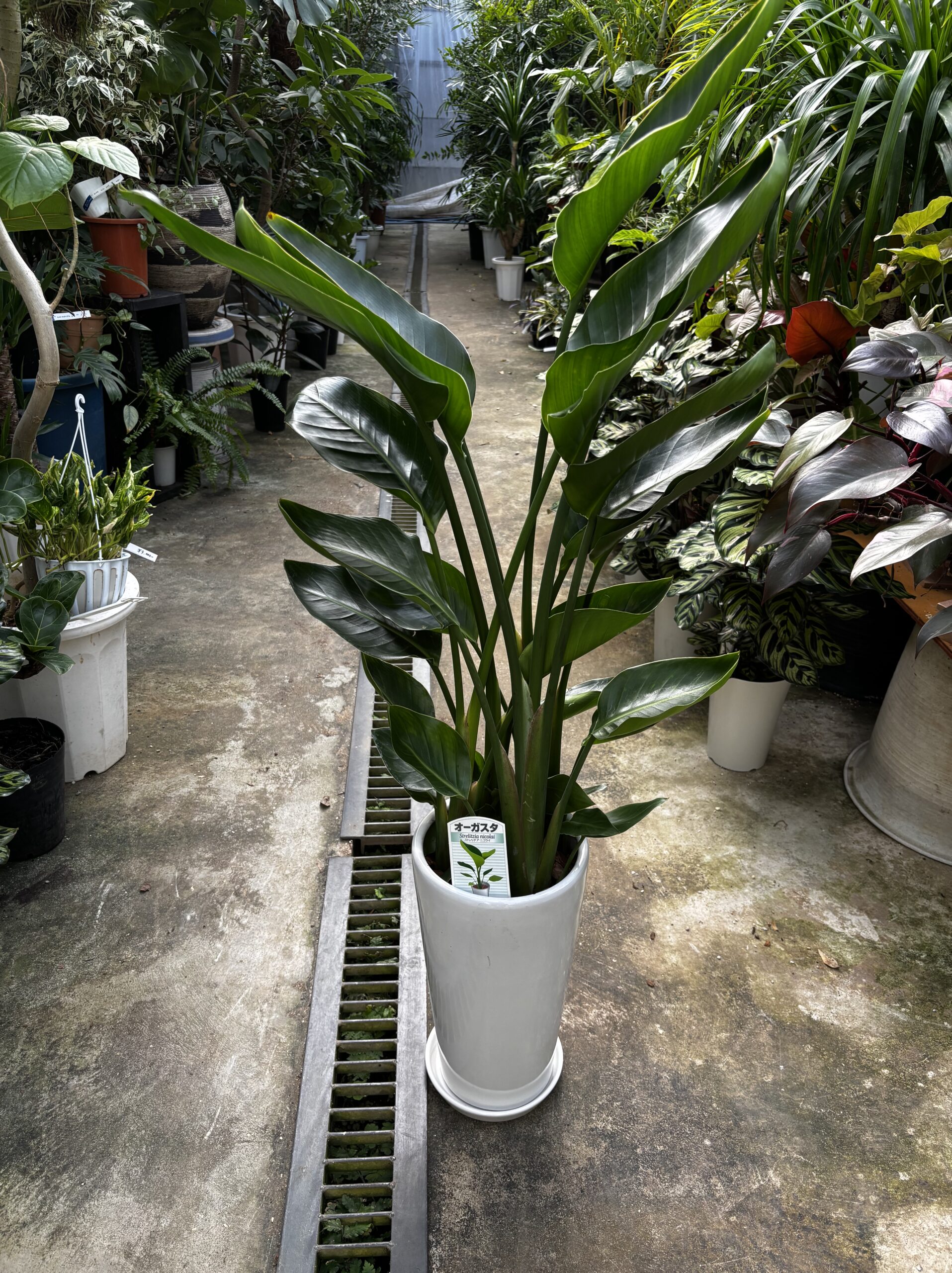 ストレリチア・オーガスタ　7号　陶器鉢 - 画像 (5)