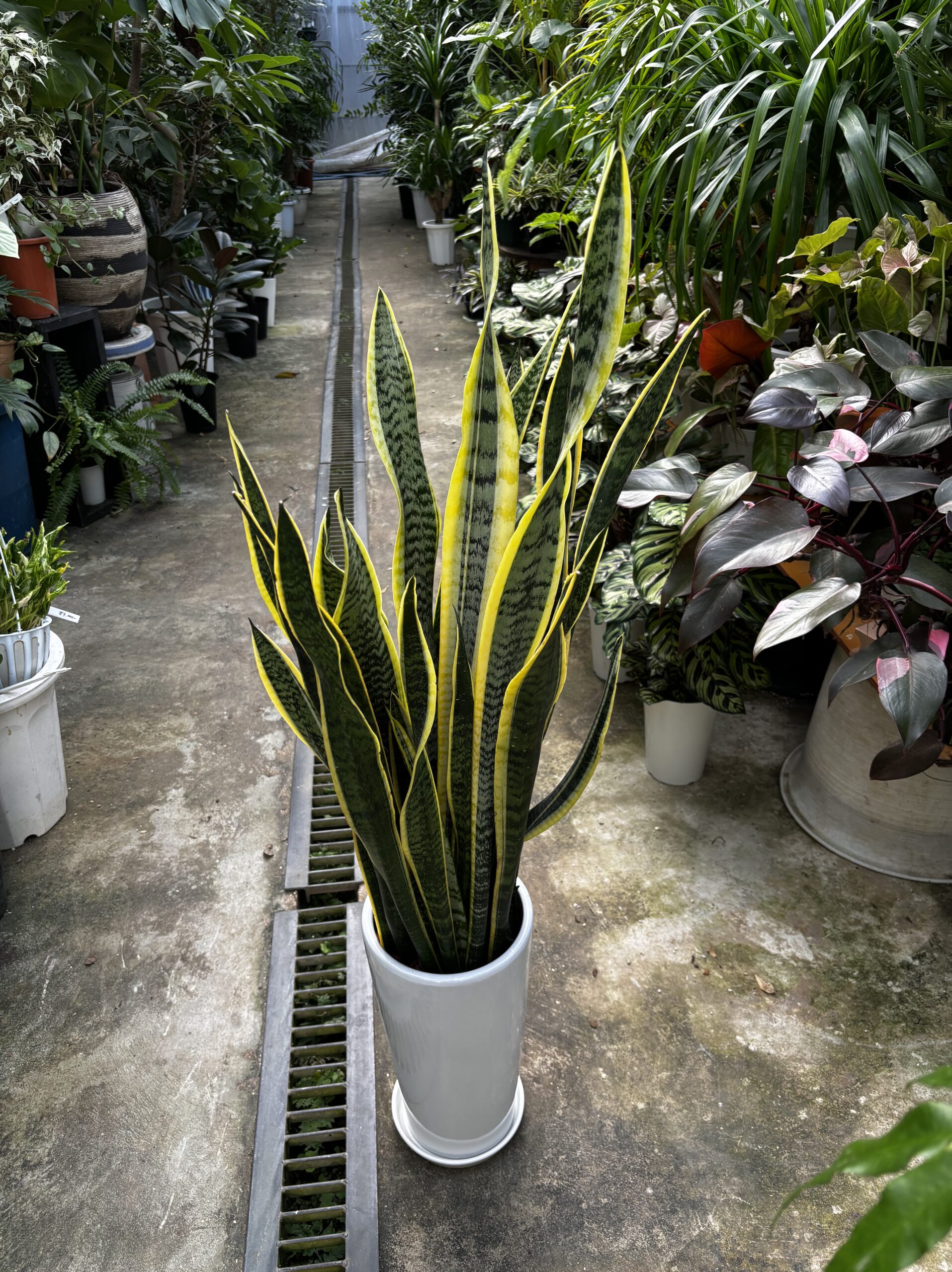 サンスベリア・ローレンチ 7号 陶器鉢 - 画像 (2)