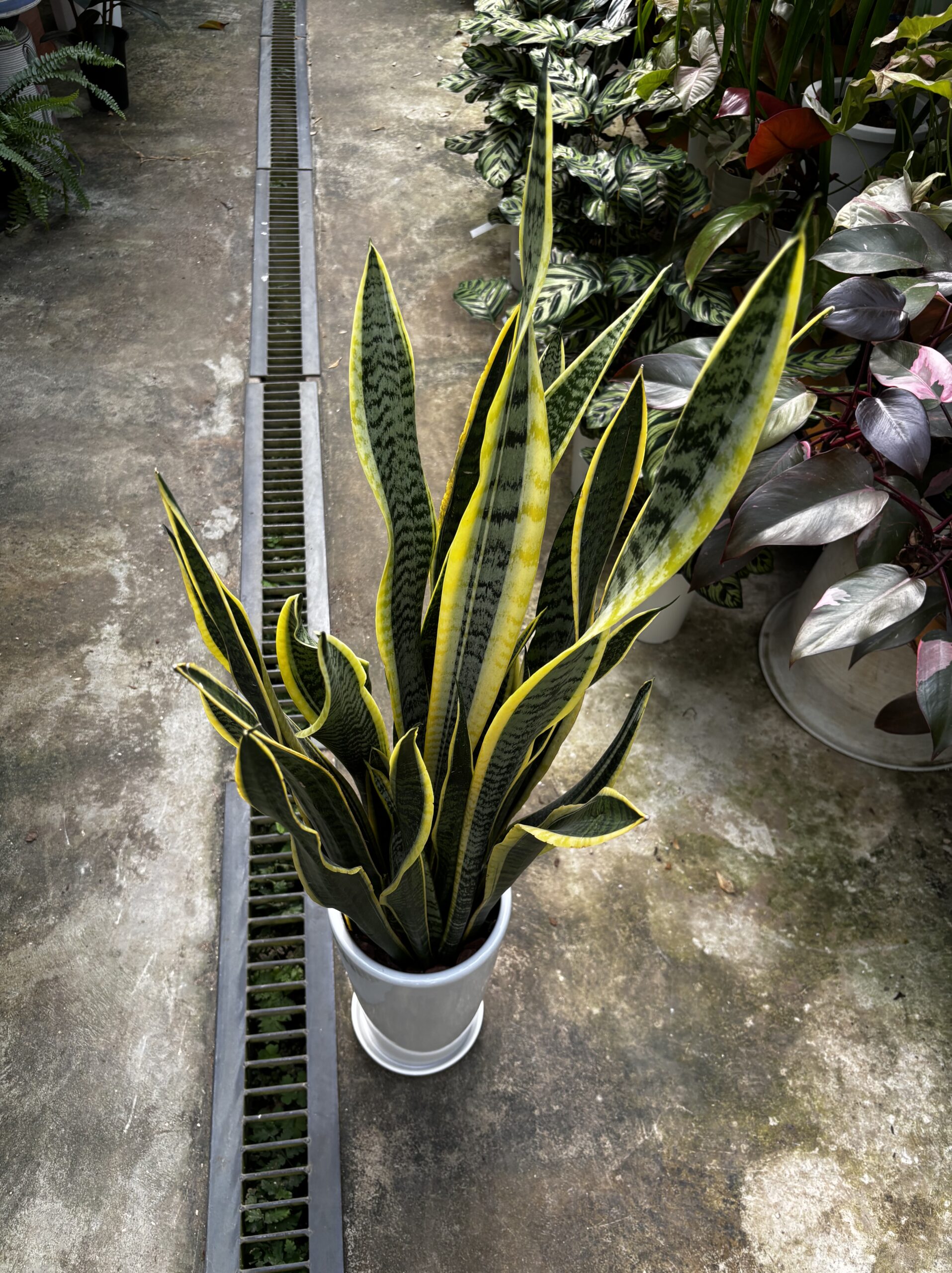 サンスベリア・ローレンチ 7号 陶器鉢 - 画像 (3)