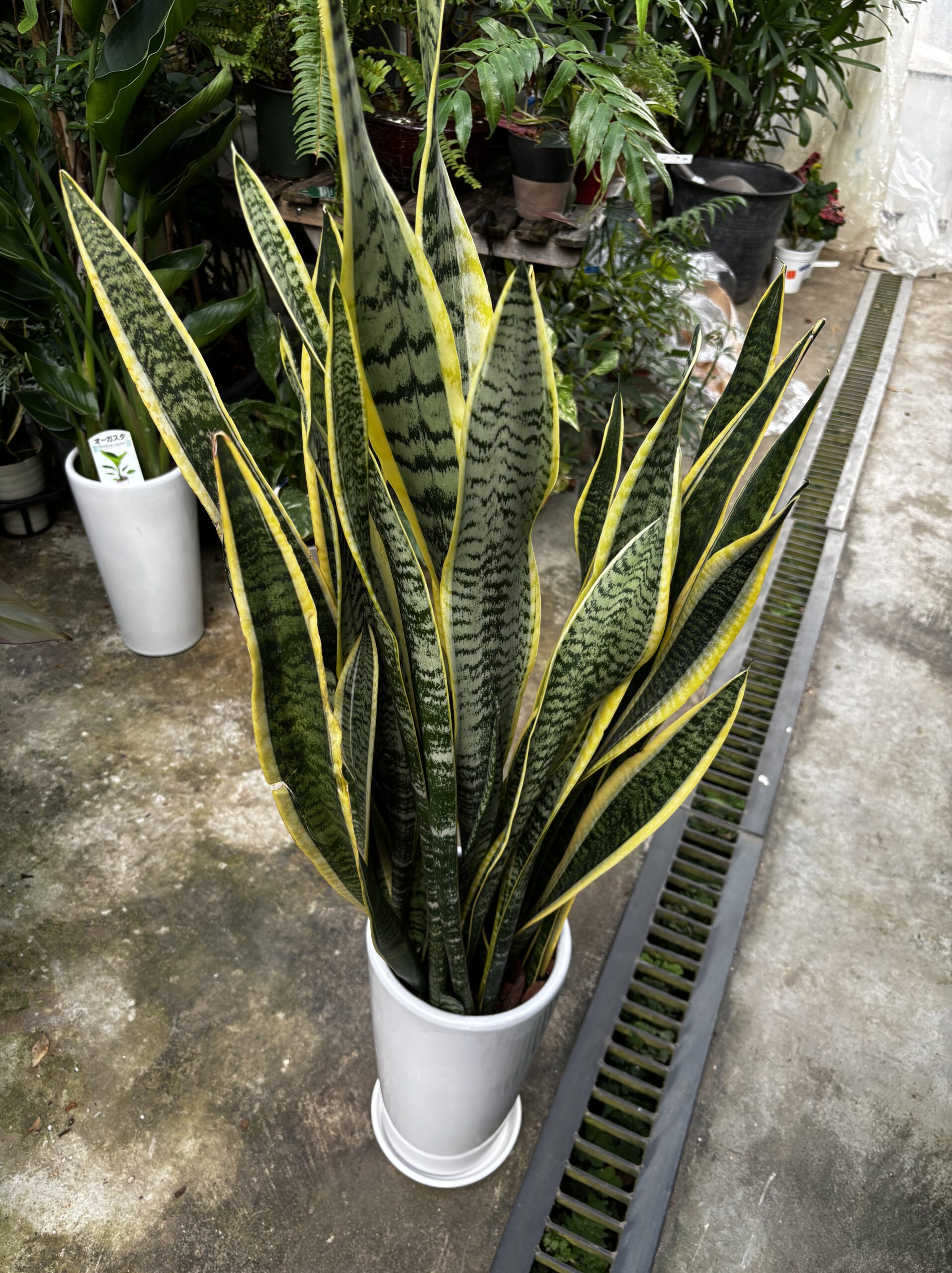 サンスベリア・ローレンチ 7号 陶器鉢 - 画像 (6)