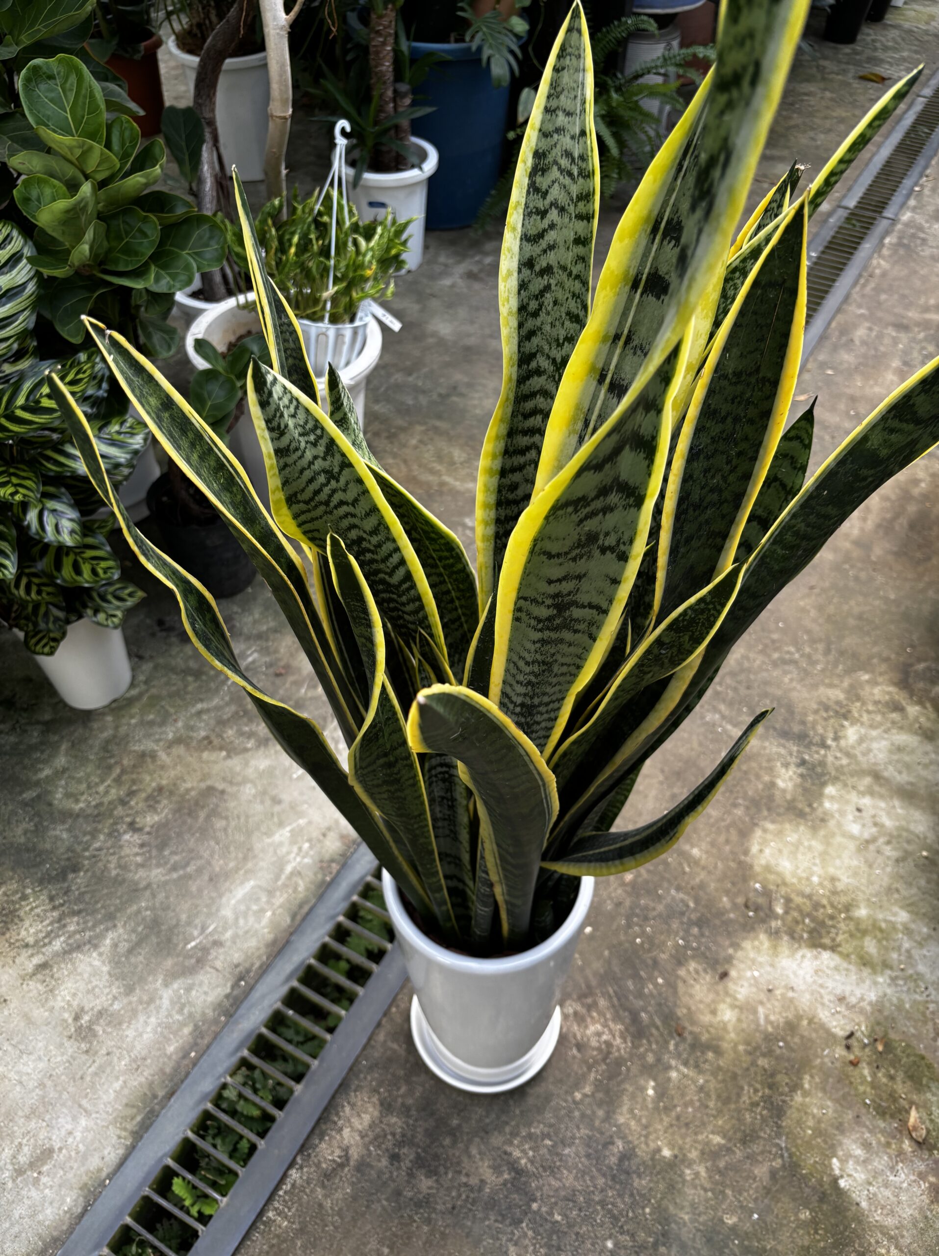 サンスベリア・ローレンチ 7号 陶器鉢