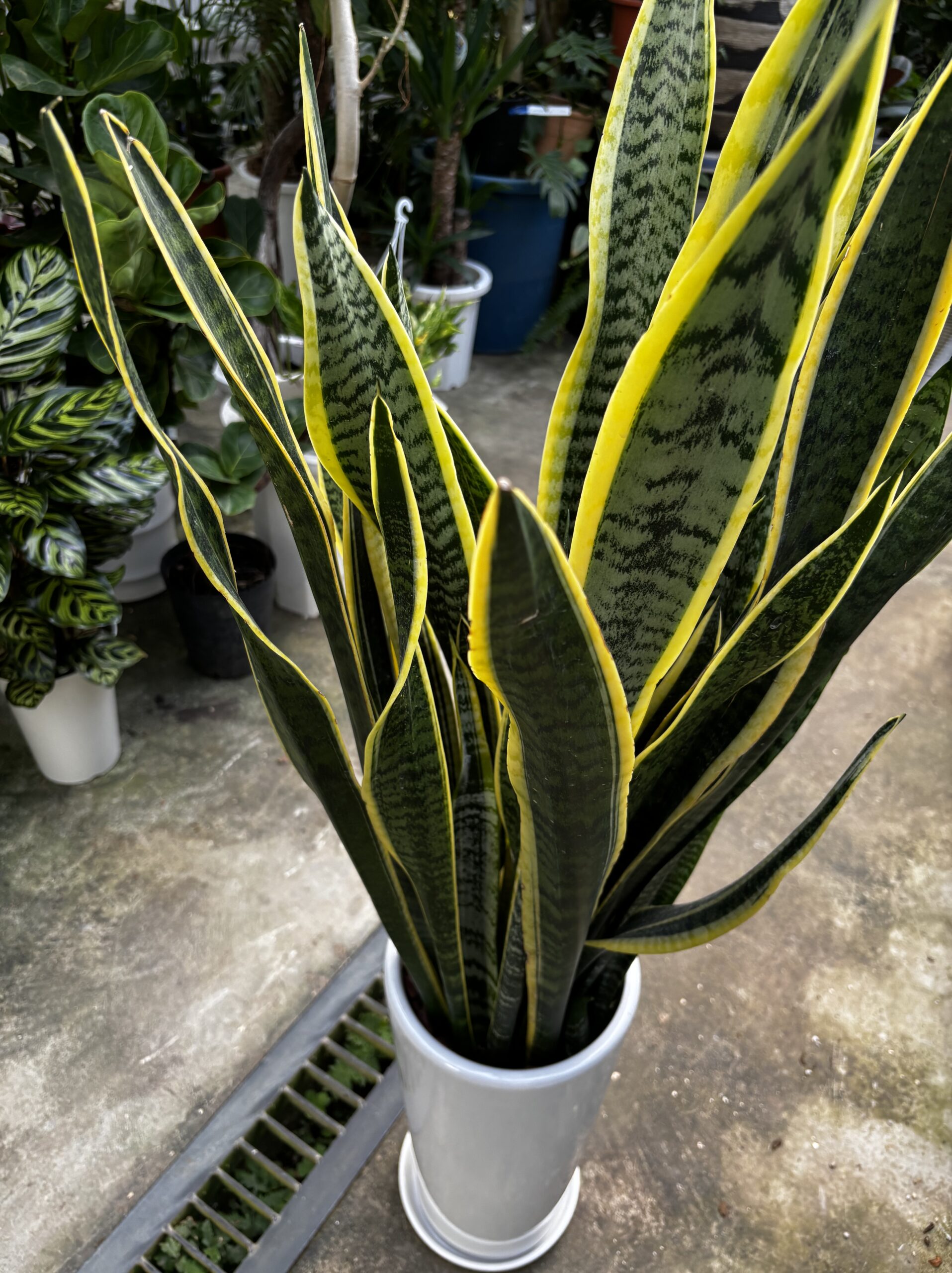 サンスベリア・ローレンチ 7号 陶器鉢 - 画像 (9)