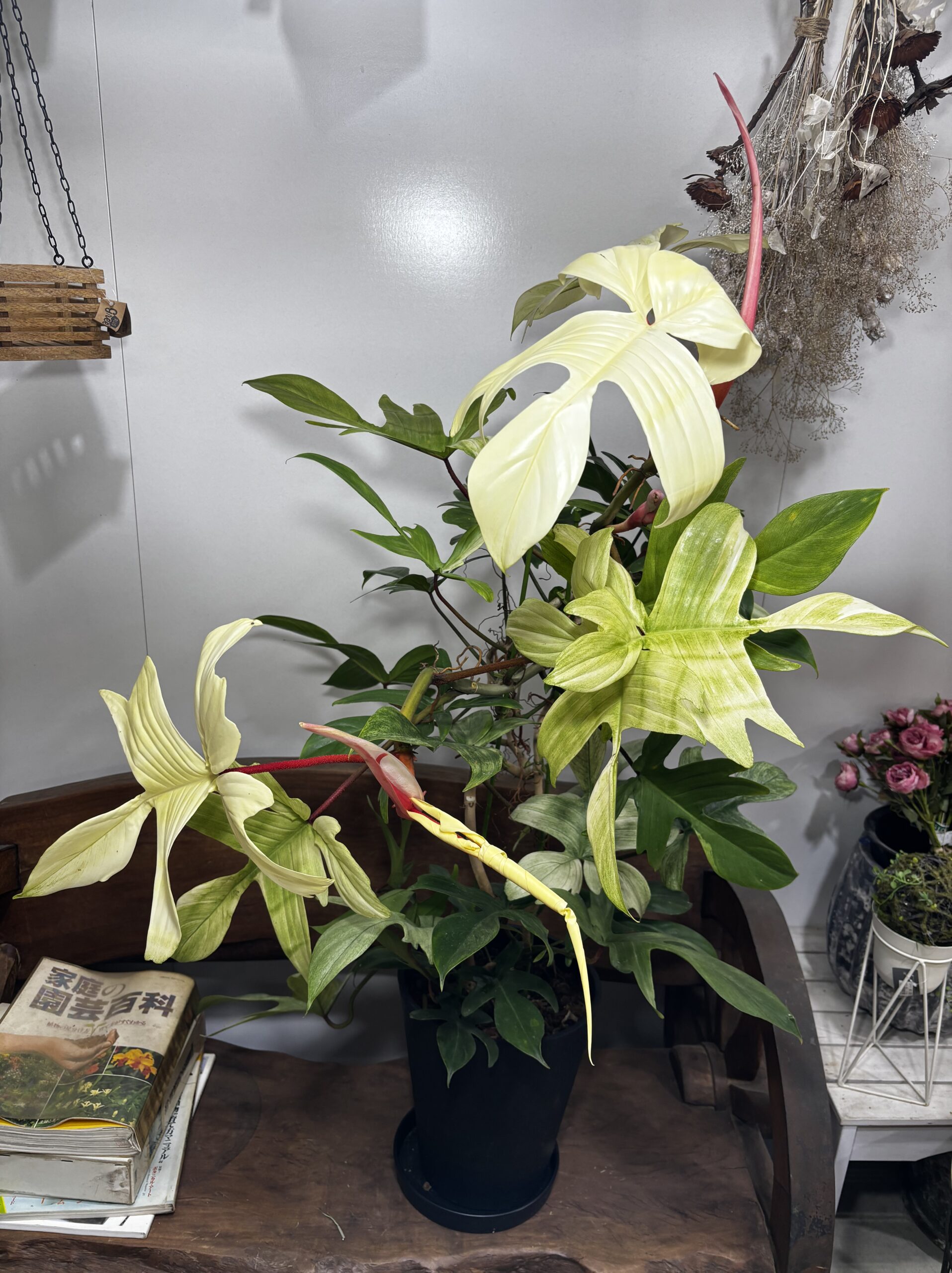 フィロデンドロン・フロリダコースト・ミント - 画像 (13)