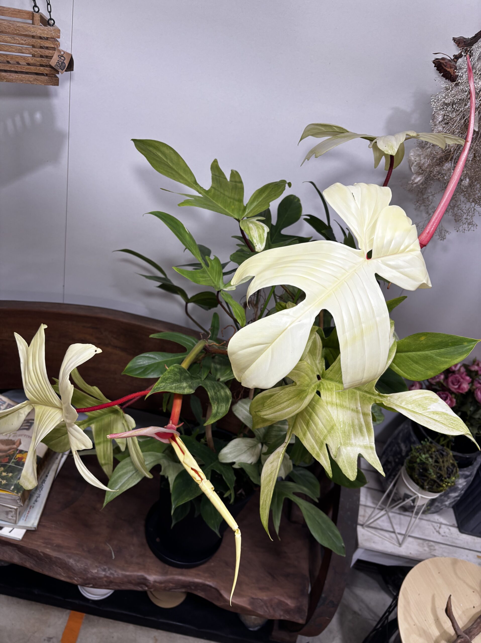 フィロデンドロン・フロリダコースト・ミント - 画像 (11)