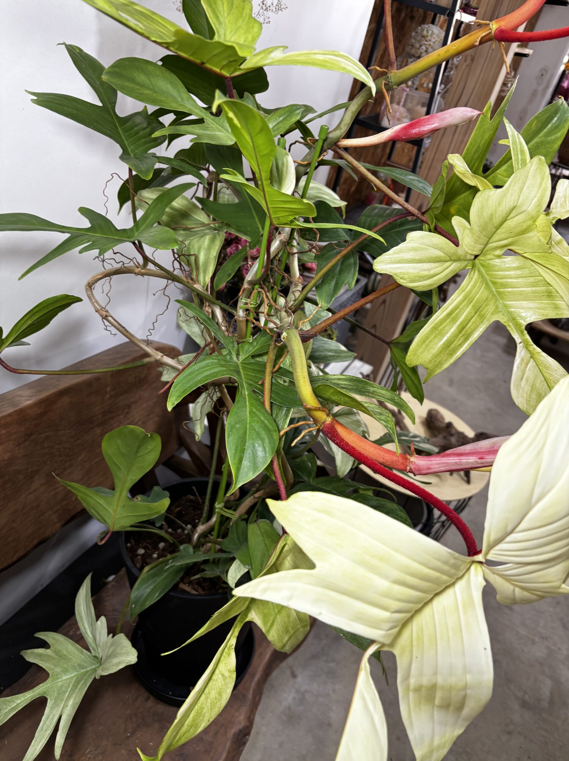 フィロデンドロン・フロリダコースト・ミント - 画像 (10)