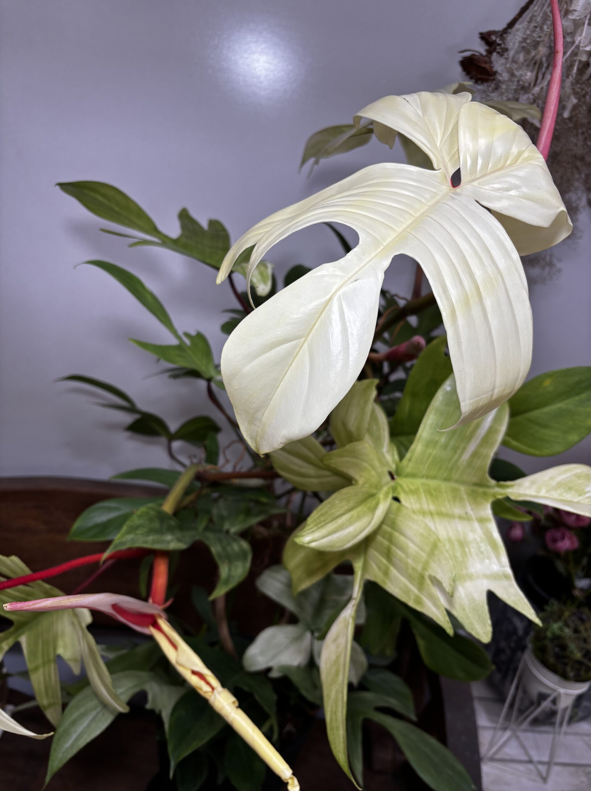 フィロデンドロン・フロリダコースト・ミント - 画像 (9)