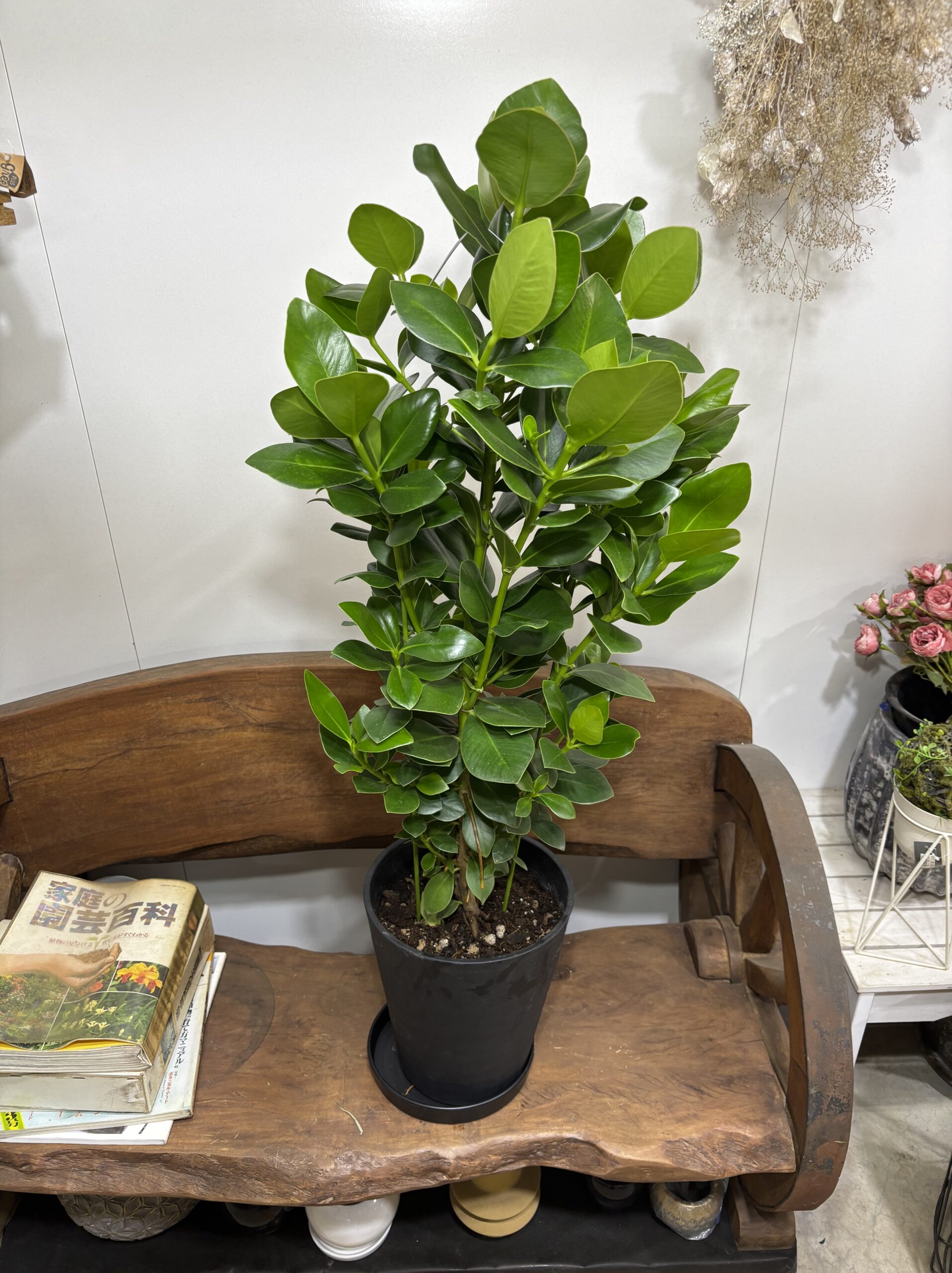 クルシア・ロゼア・プリンス　8号 - 画像 (6)