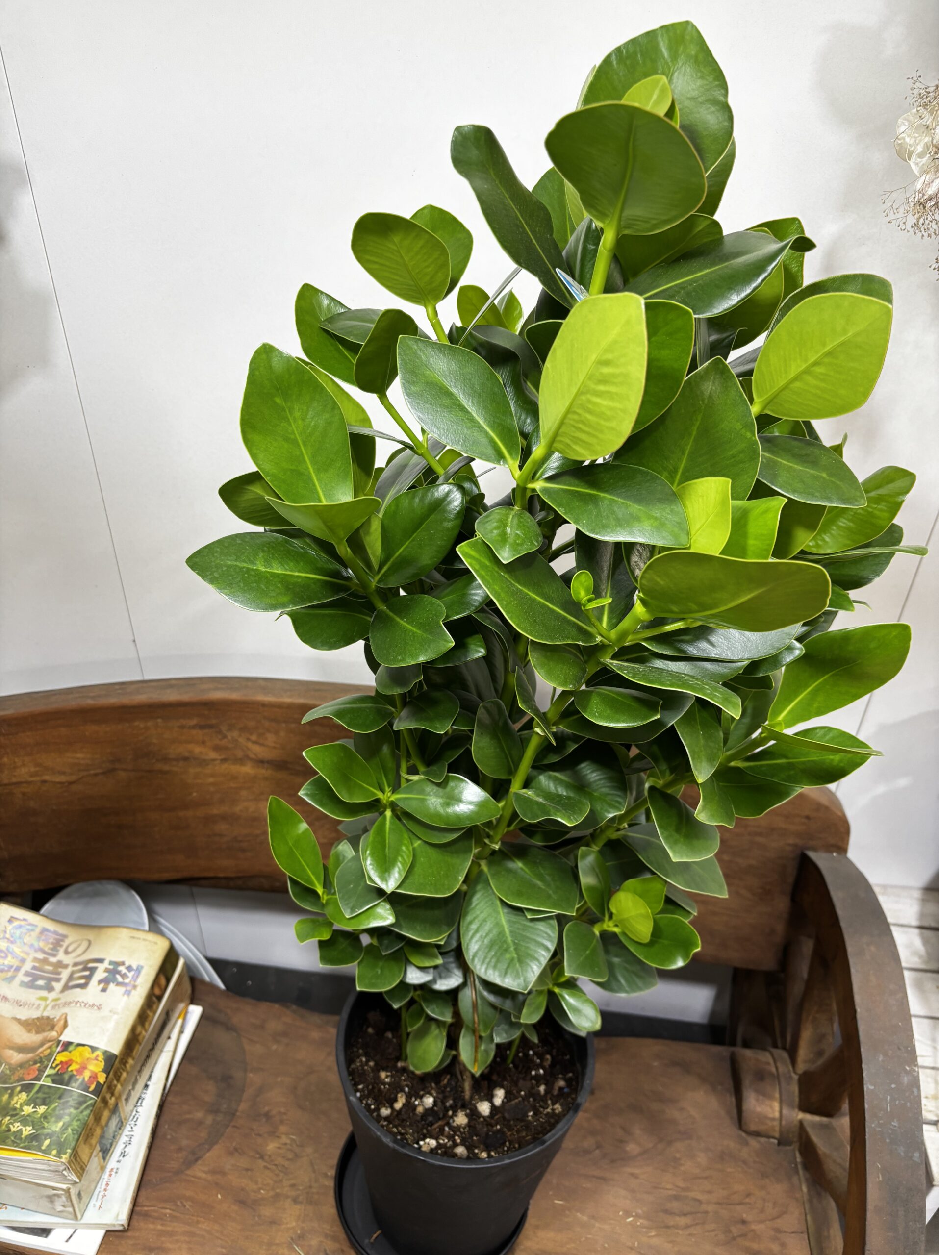 クルシア・ロゼア・プリンス　8号 - 画像 (5)