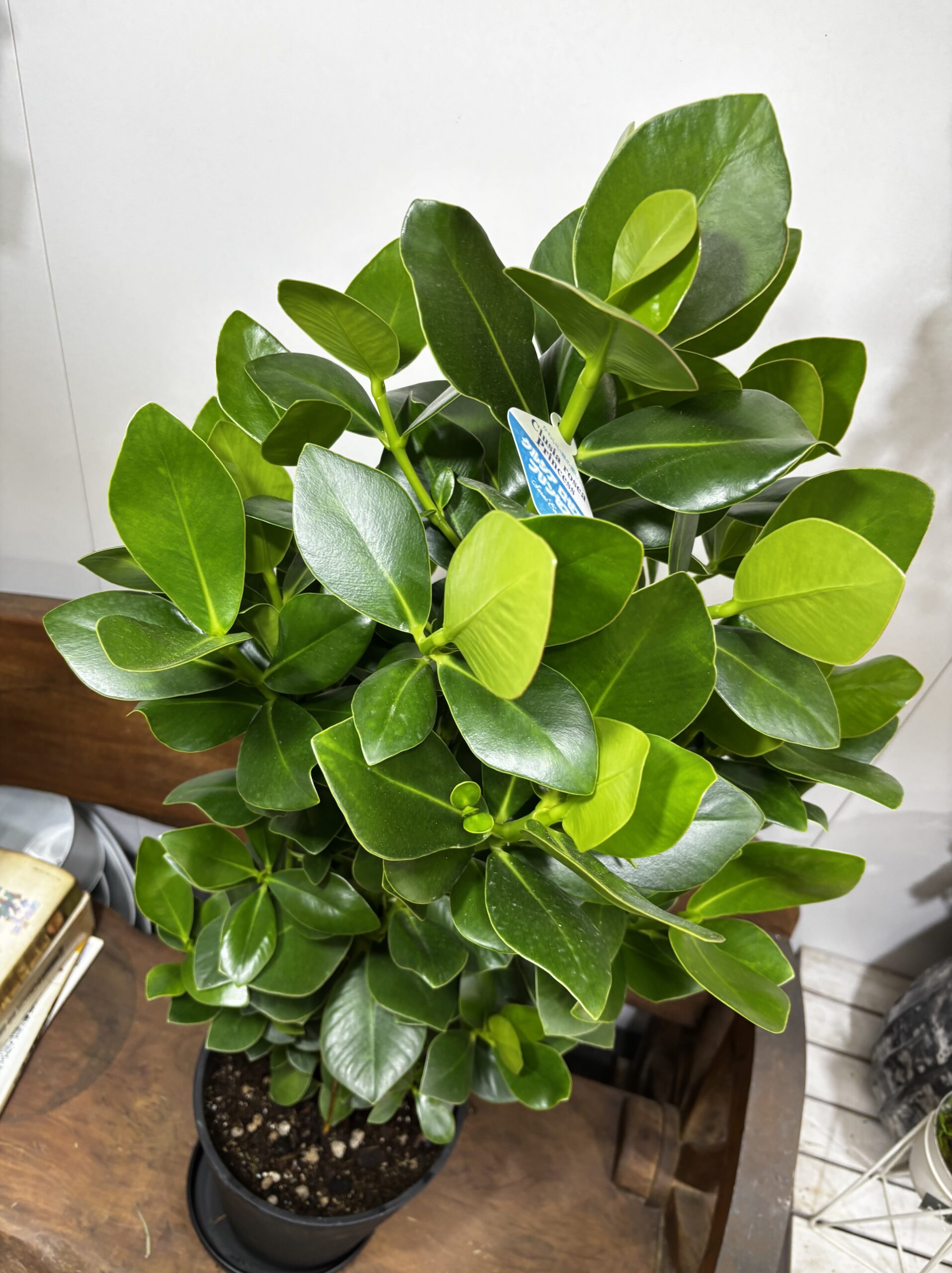 クルシア・ロゼア・プリンス　8号 - 画像 (4)