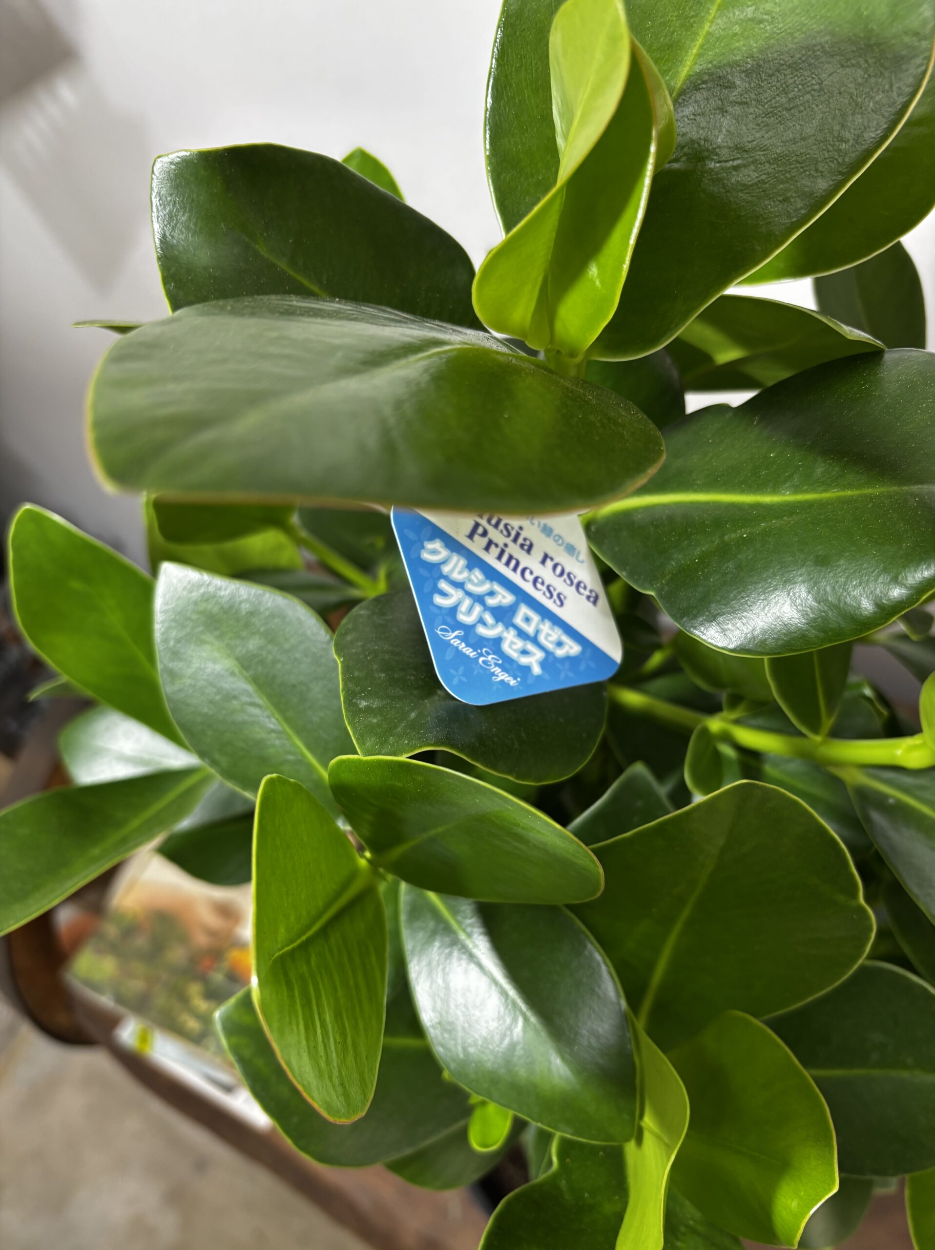 クルシア・ロゼア・プリンス　8号 - 画像 (2)