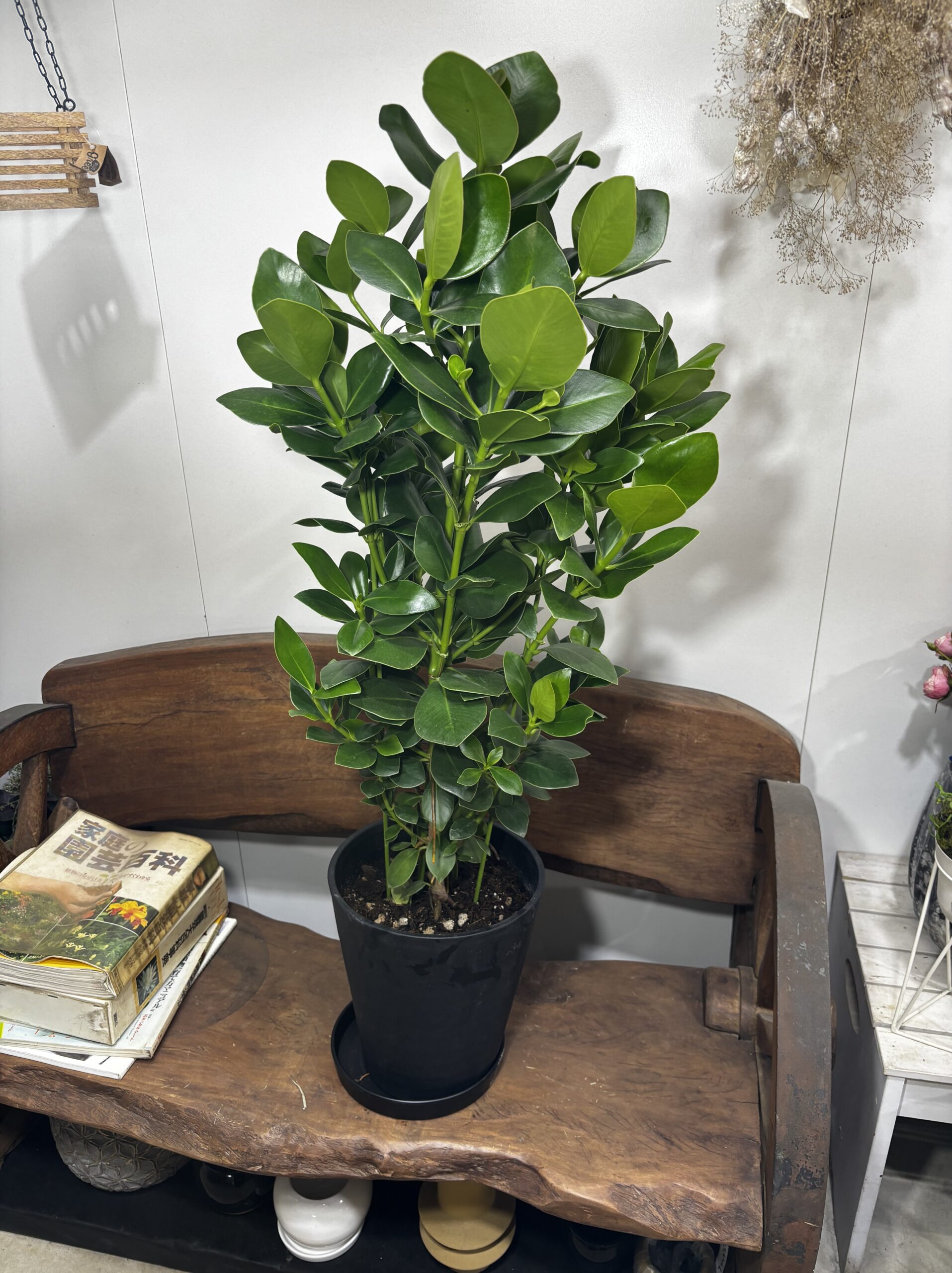 クルシア・ロゼア・プリンス　8号 - 画像 (3)