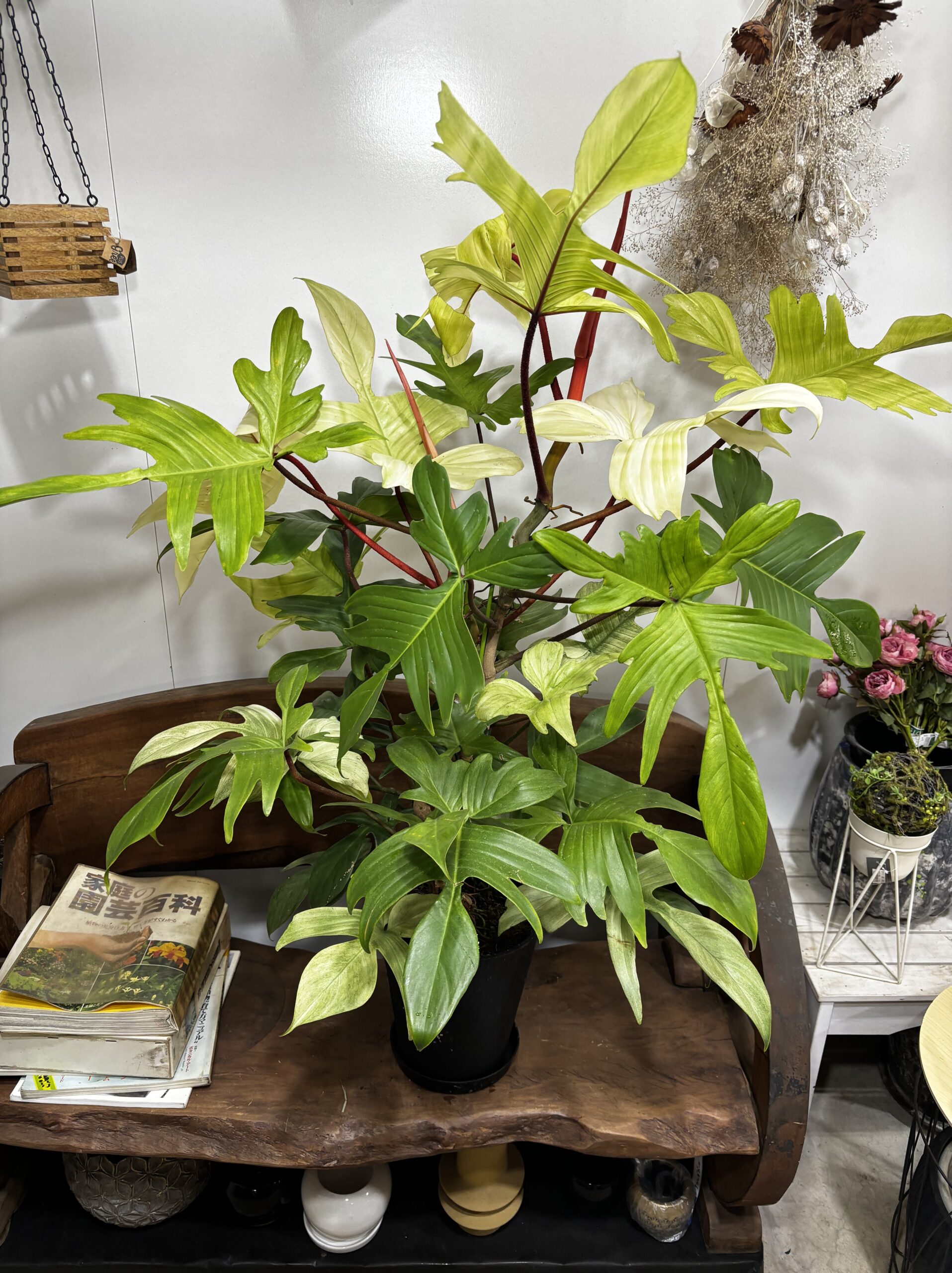 フィロデンドロン・フロリダコースト・ミント