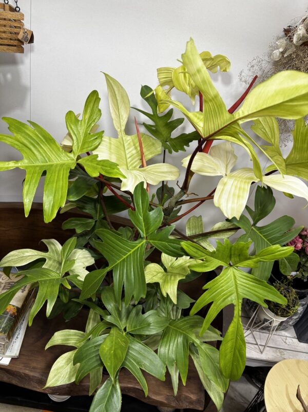 フィロデンドロン・フロリダコースト・ミント | Plants Shop Big Smile