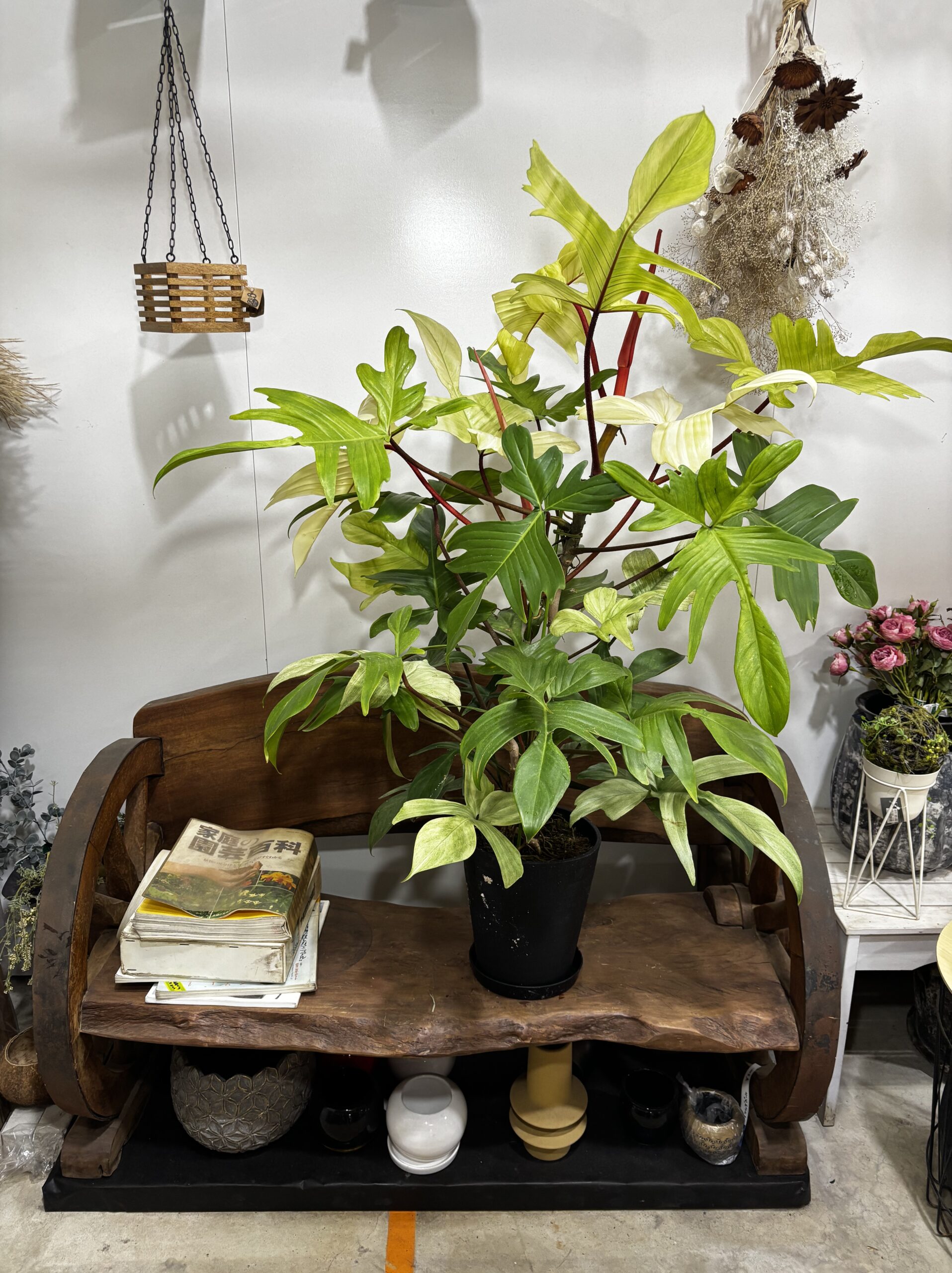 フィロデンドロン・フロリダコースト・ミント - 画像 (2)