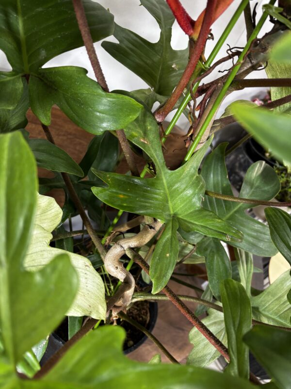 フィロデンドロン・フロリダコースト・ミント | Plants Shop Big Smile