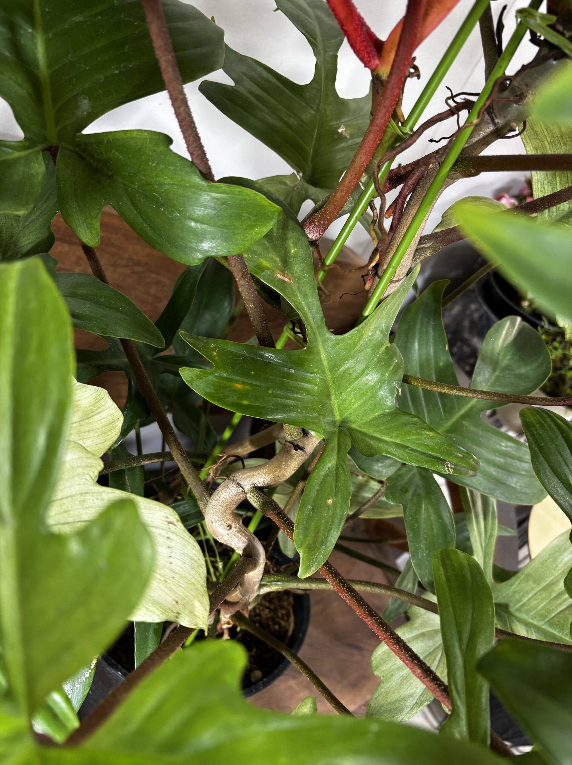 フィロデンドロン・フロリダコースト・ミント - 画像 (6)