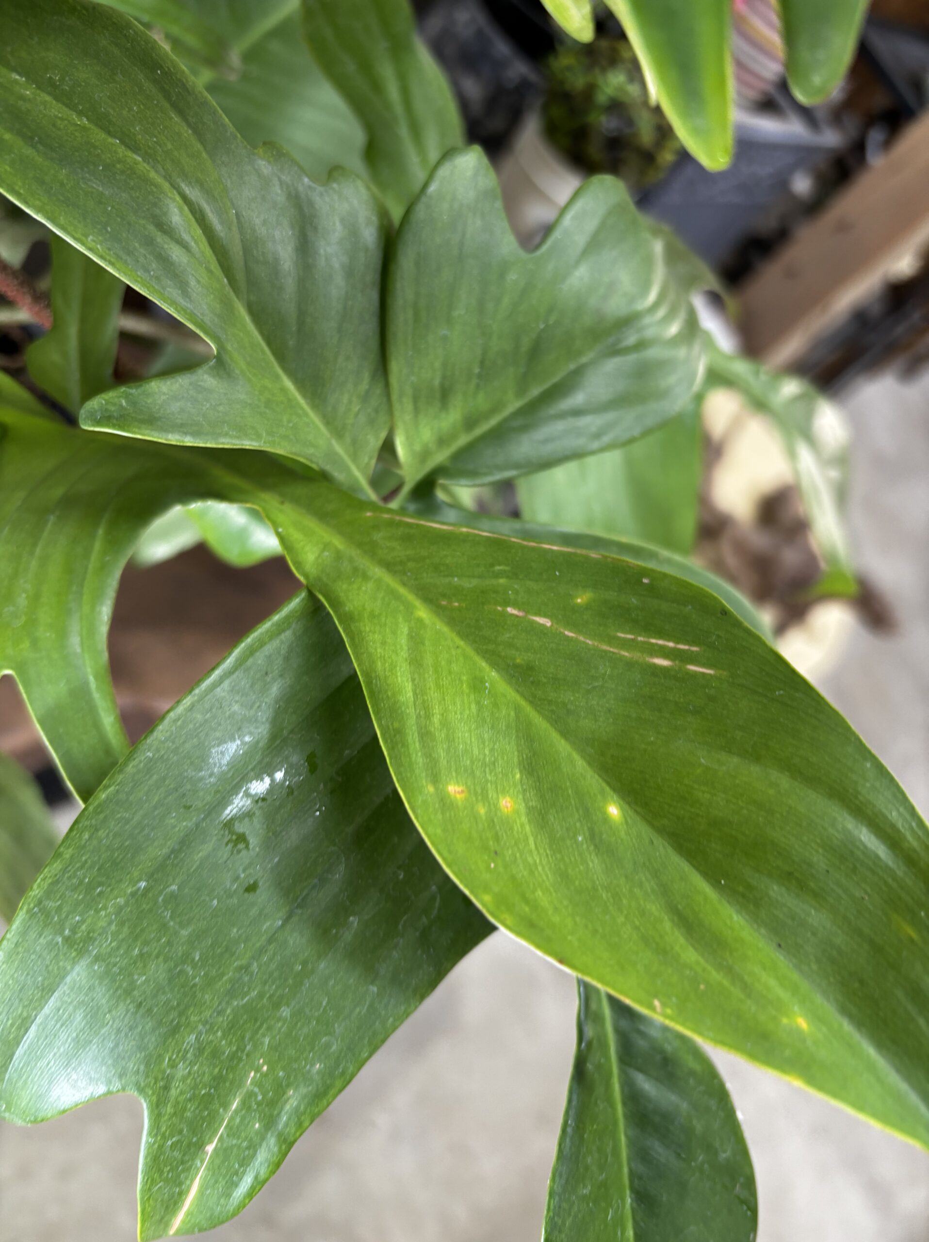 フィロデンドロン・フロリダコースト・ミント - 画像 (7)