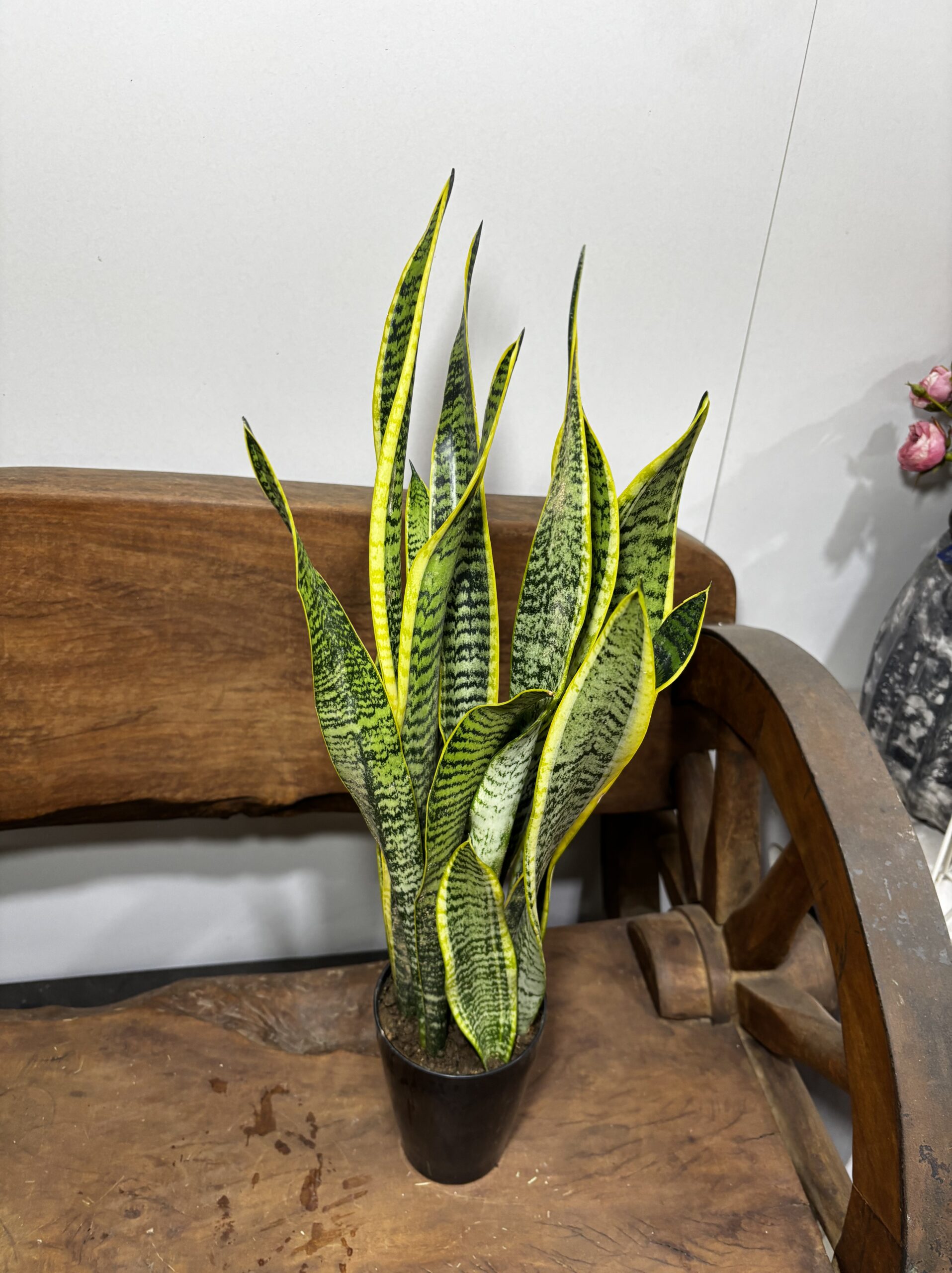 サンスベリア　4号