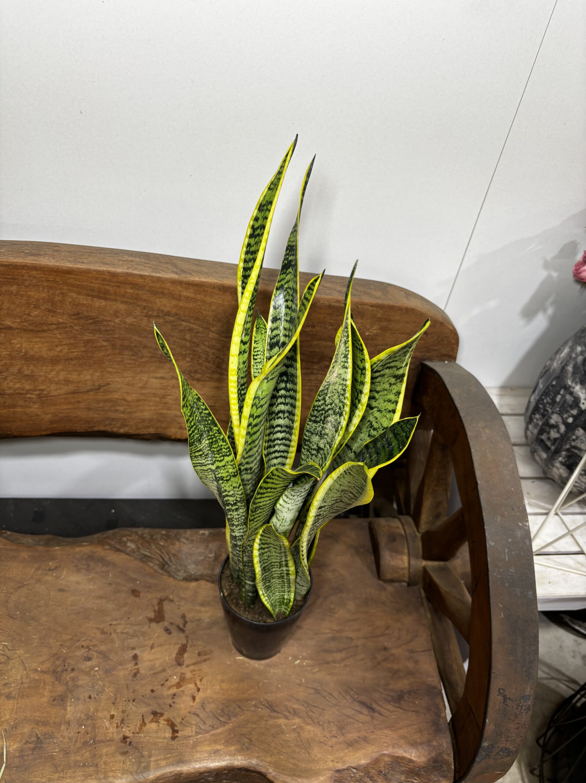 サンスベリア　4号 - 画像 (2)