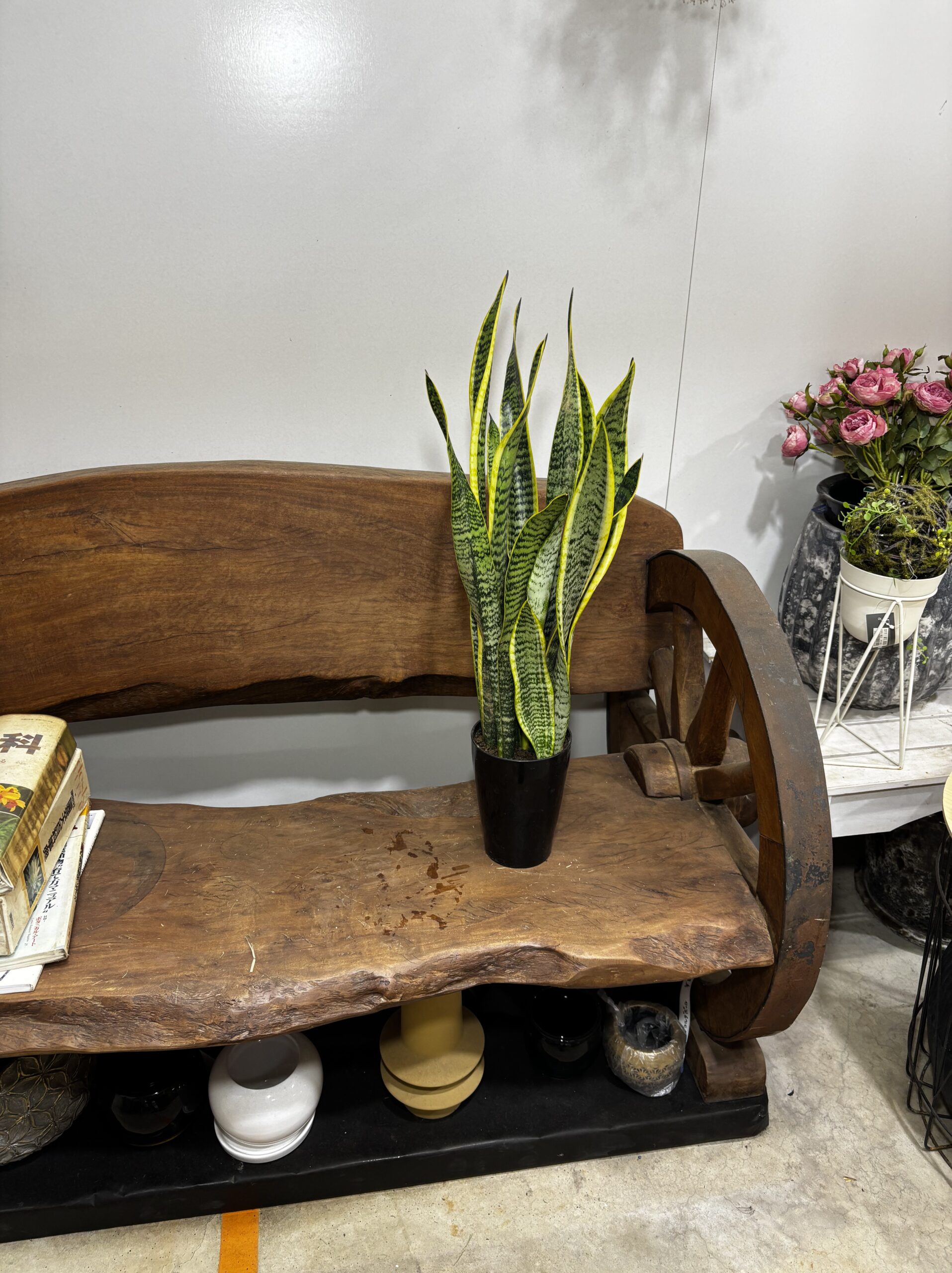 サンスベリア　4号 - 画像 (4)