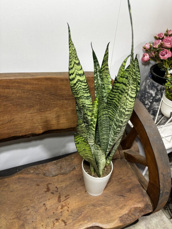 サンスベリア 4号 | Plants Shop Big Smile 通販