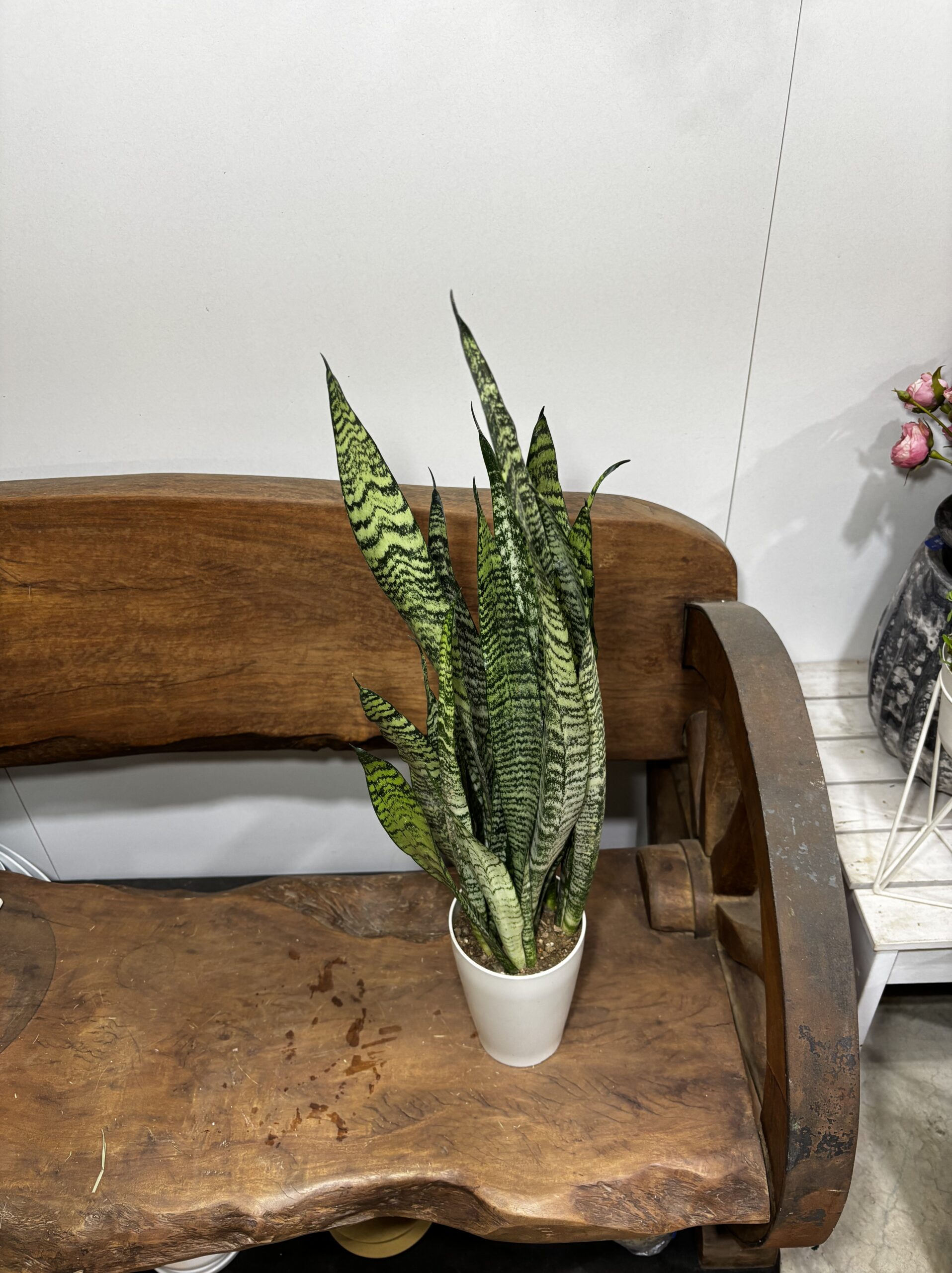 サンスベリア　4号 - 画像 (6)