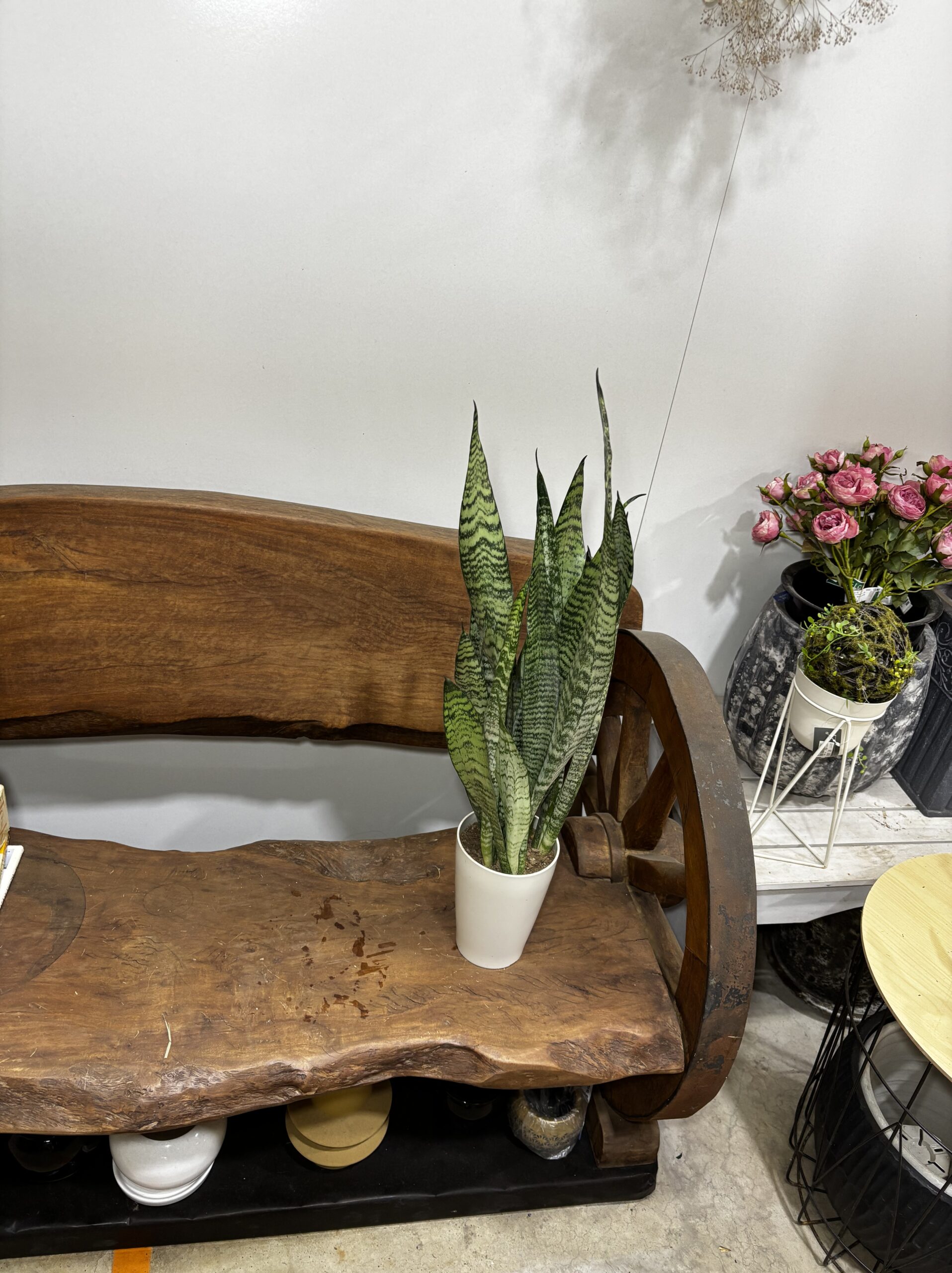 サンスベリア　4号 - 画像 (7)