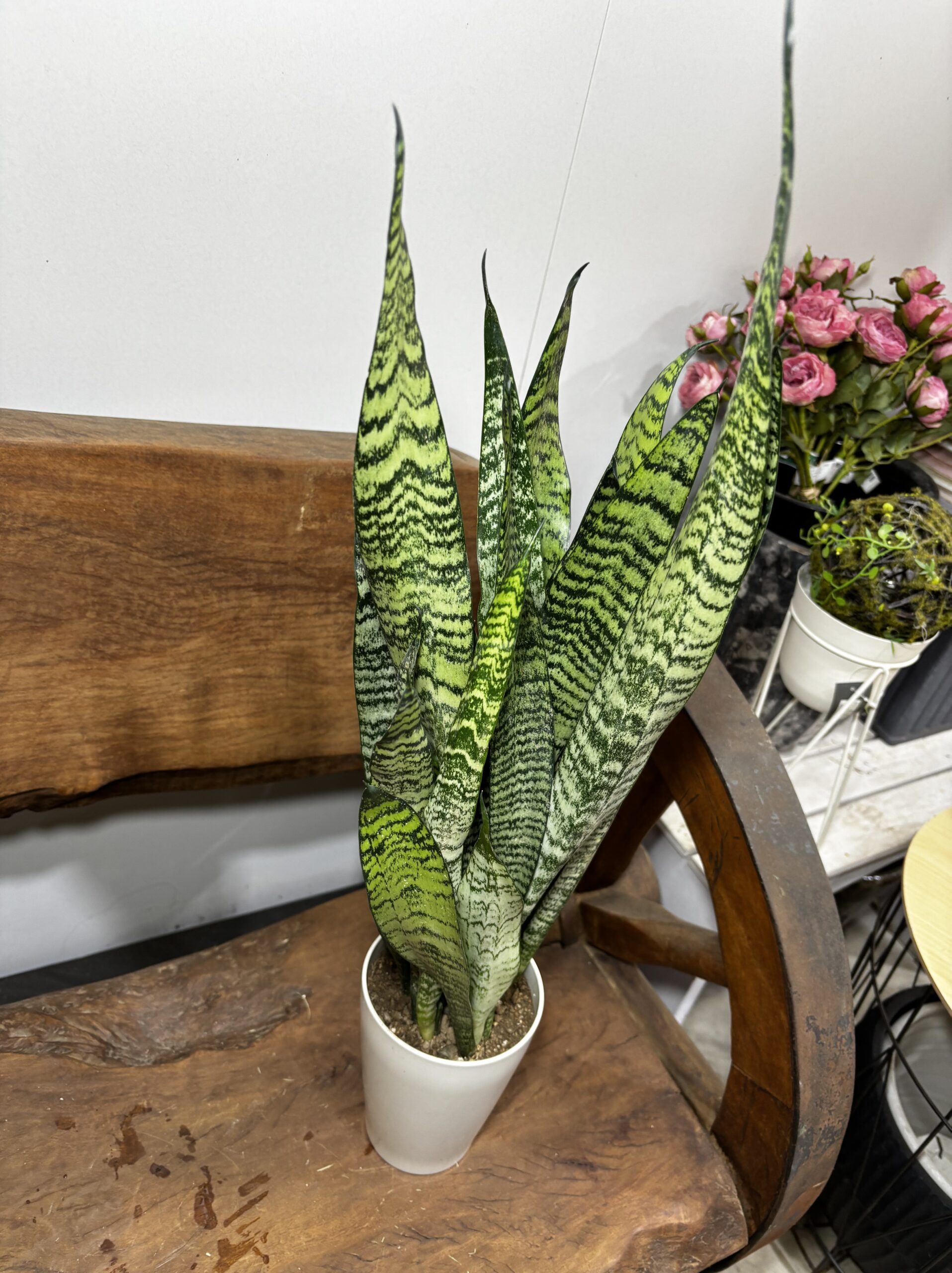 サンスベリア　4号 - 画像 (8)