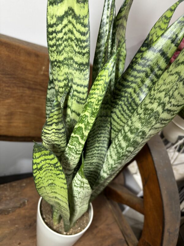 サンスベリア 4号 | Plants Shop Big Smile 通販