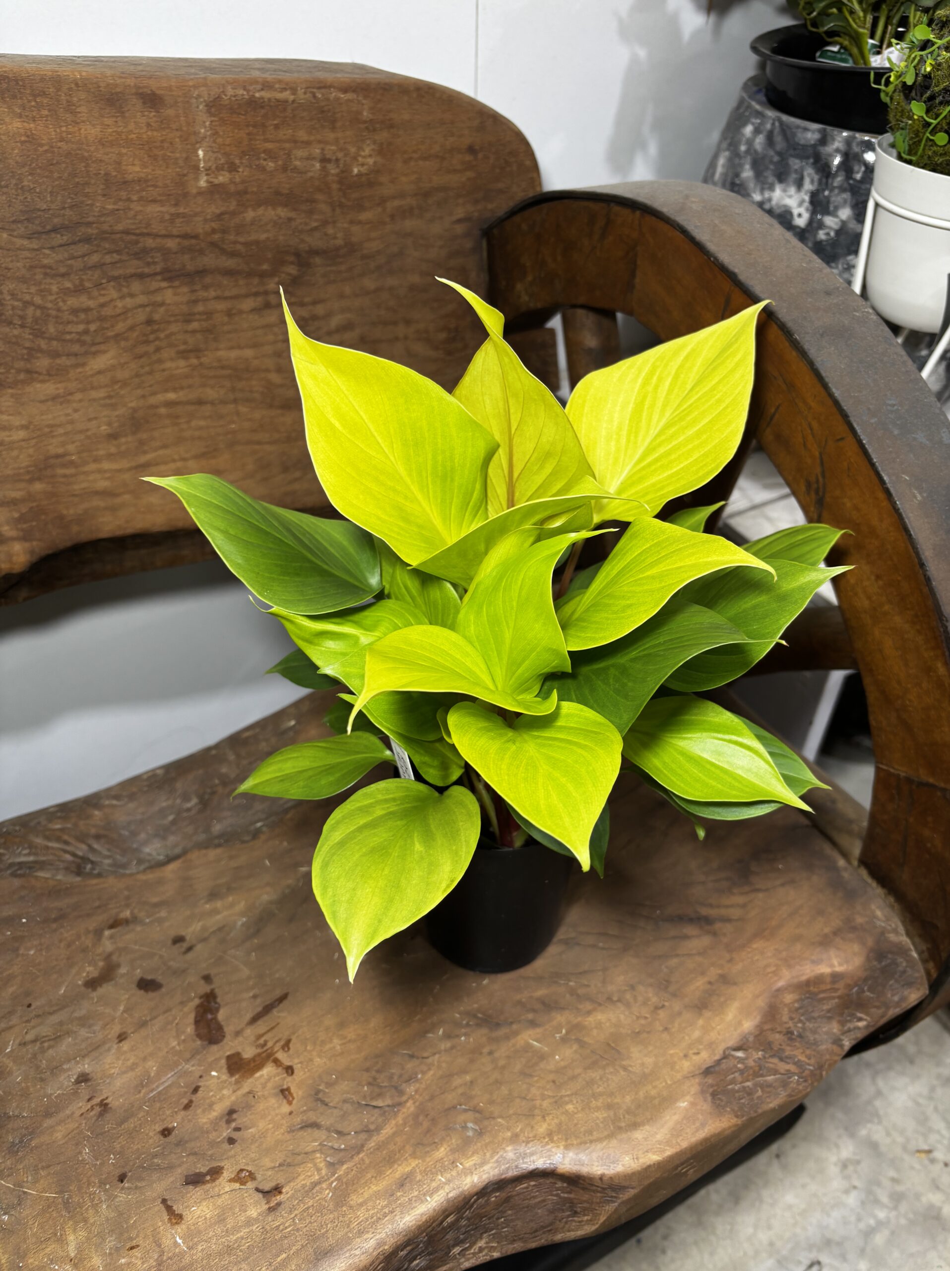 ホマロメナ・レモンライム　3号 - 画像 (2)