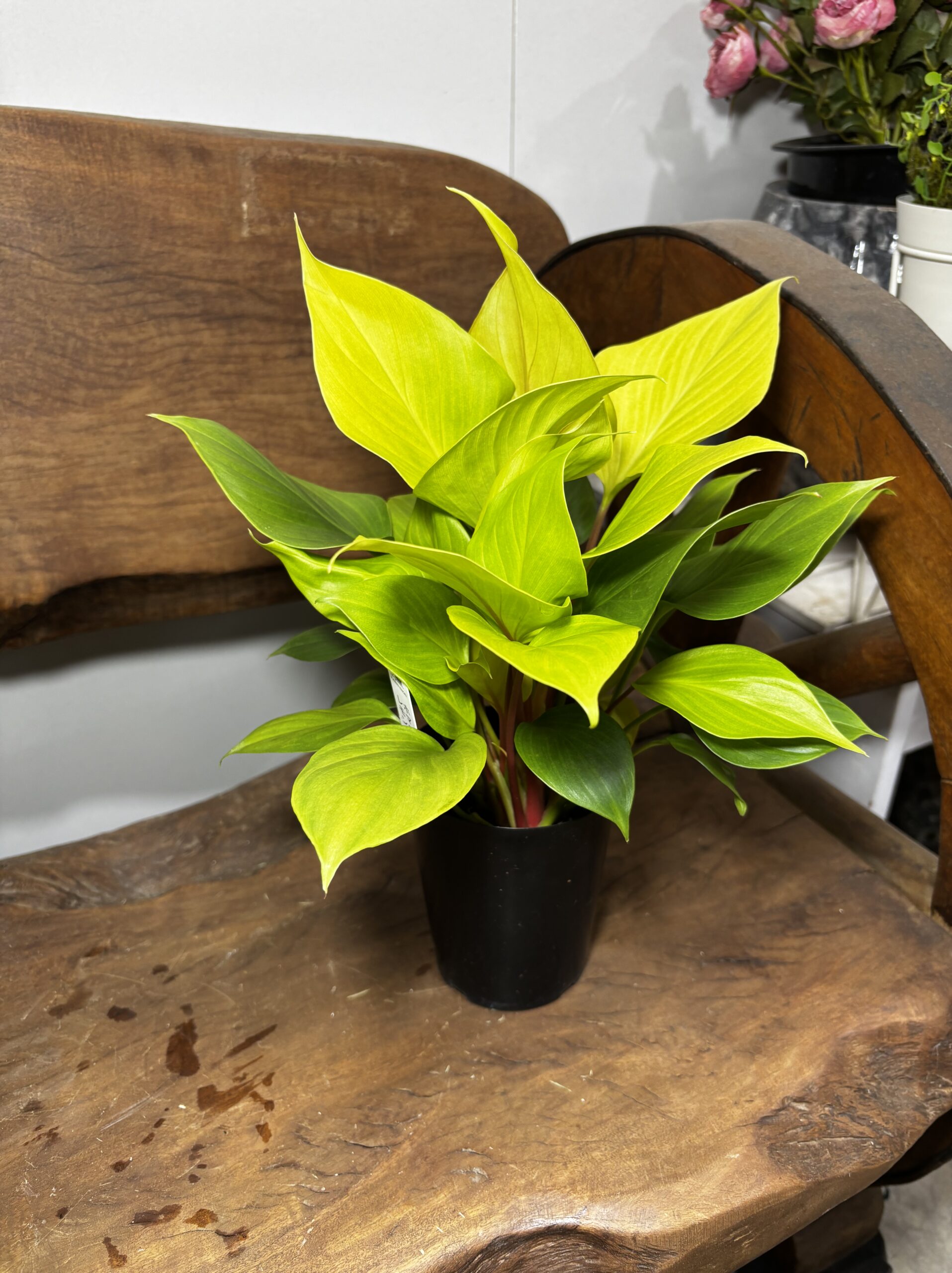 ホマロメナ・レモンライム　3号 - 画像 (3)