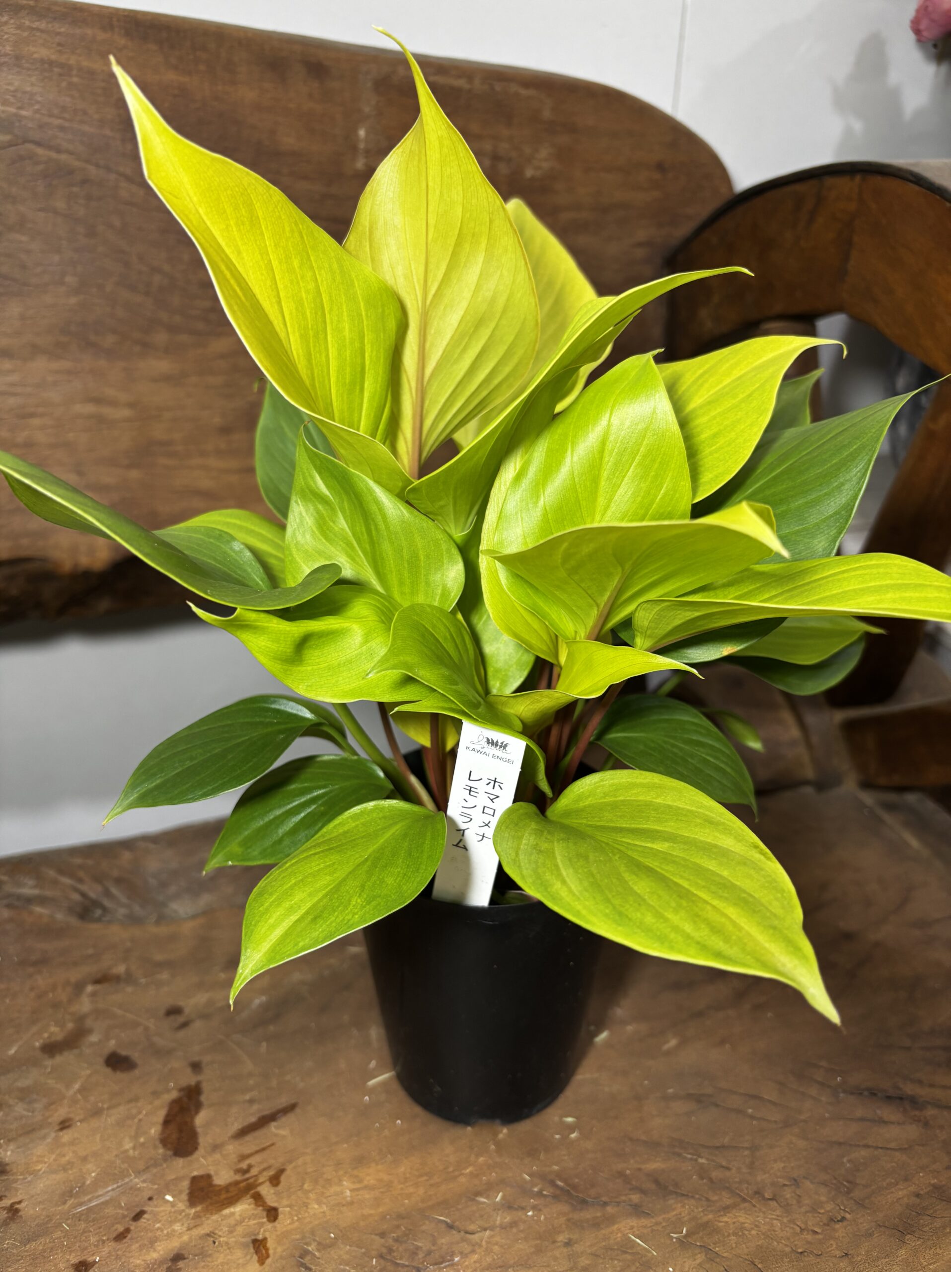 ホマロメナ・レモンライム　3号