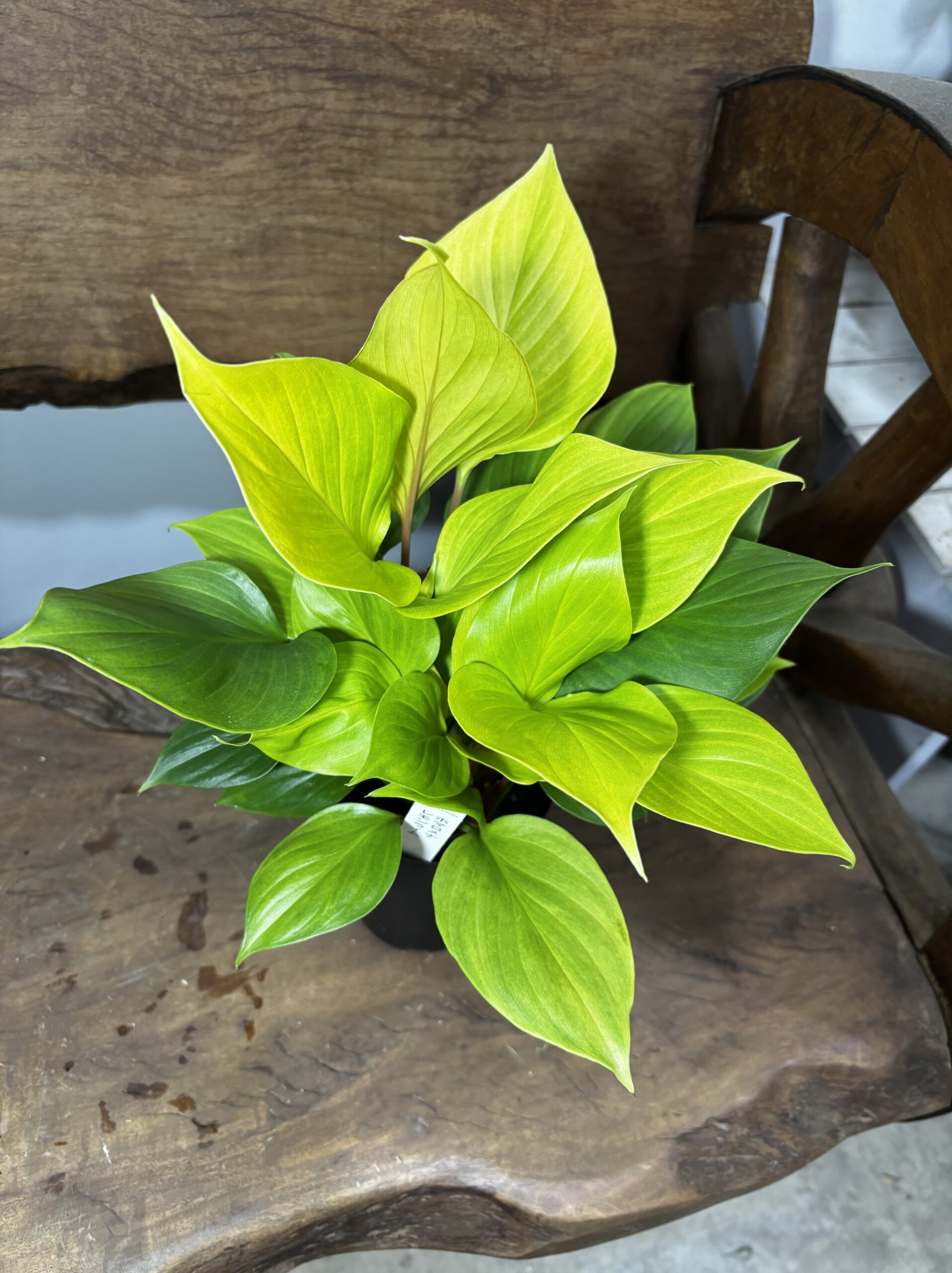 ホマロメナ・レモンライム　3号 - 画像 (4)