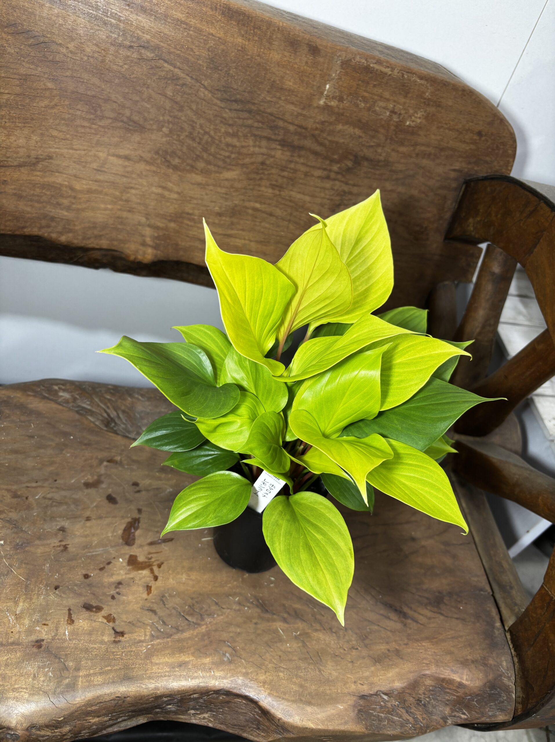 ホマロメナ・レモンライム　3号 - 画像 (5)