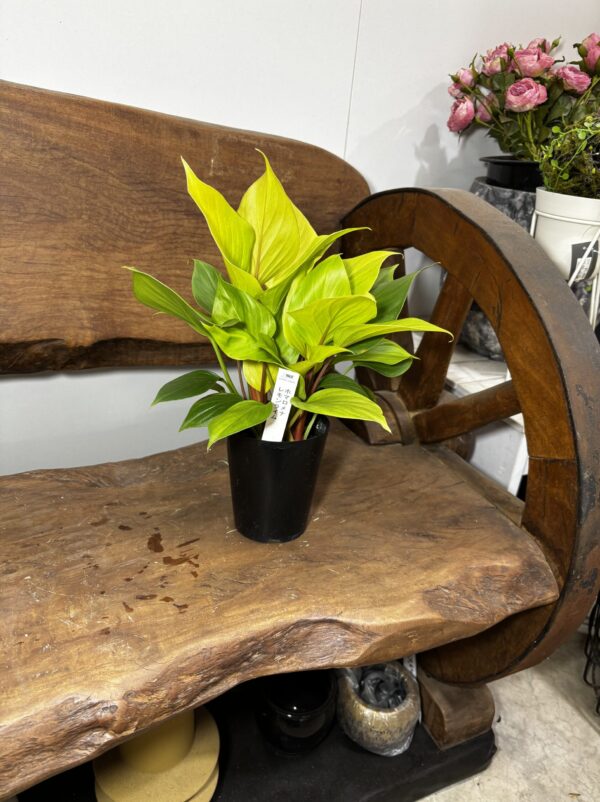 ホマロメナ・レモンライム 3号 | Plants Shop Big Smile 通販