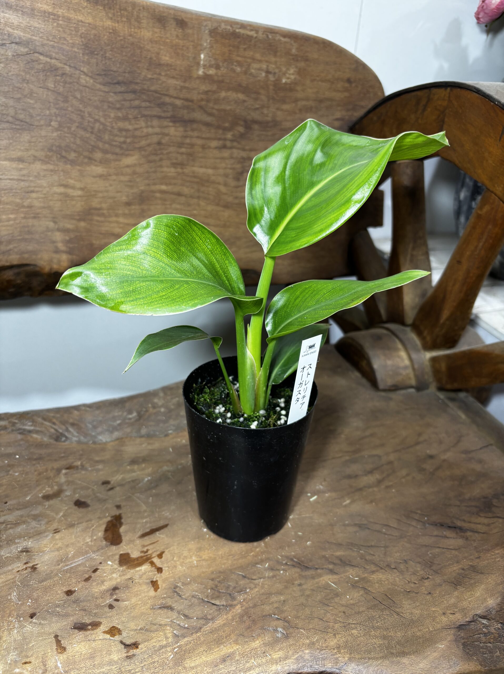 ストレリチア・オーガスタ