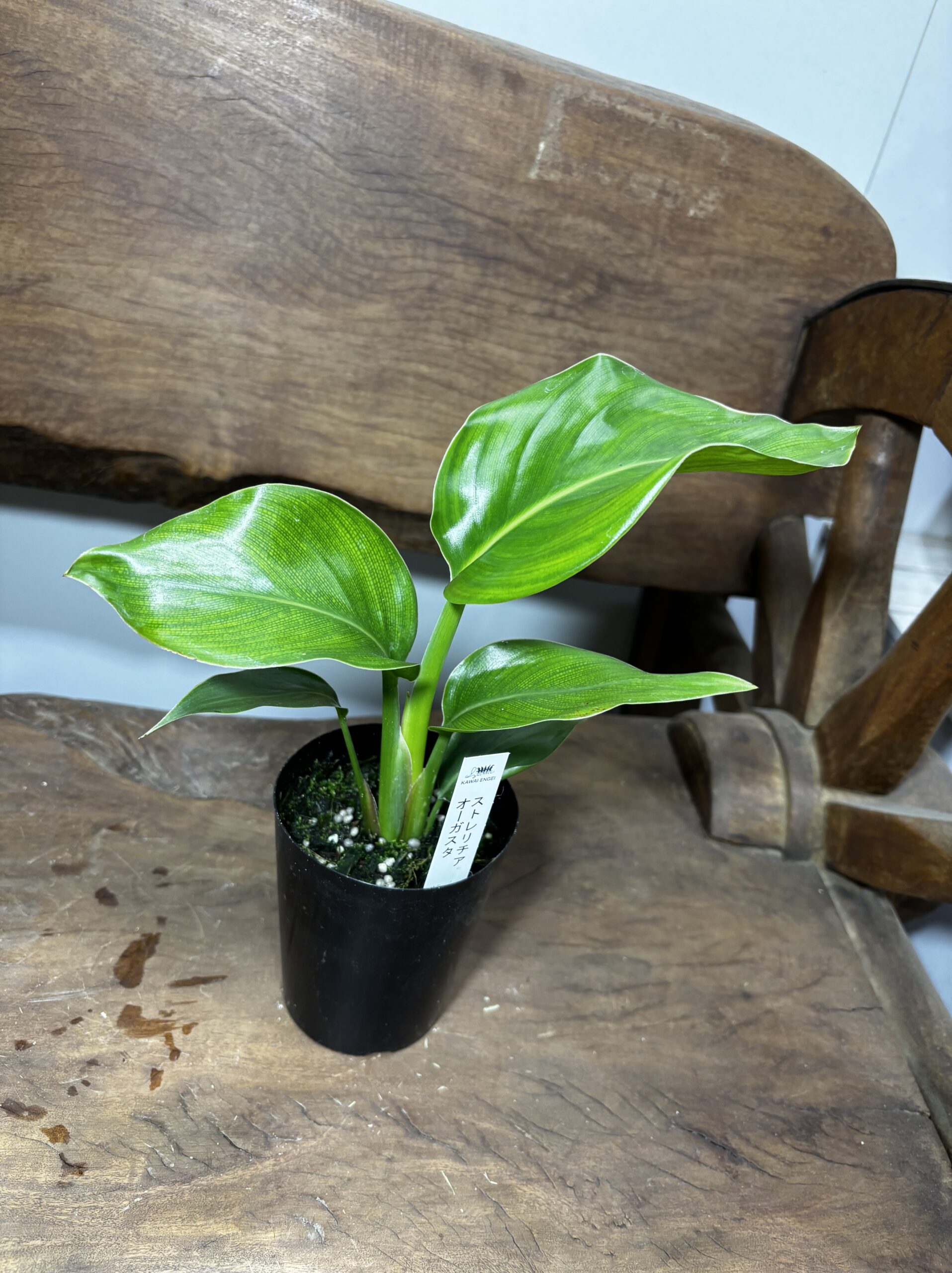 ストレリチア・オーガスタ - 画像 (2)