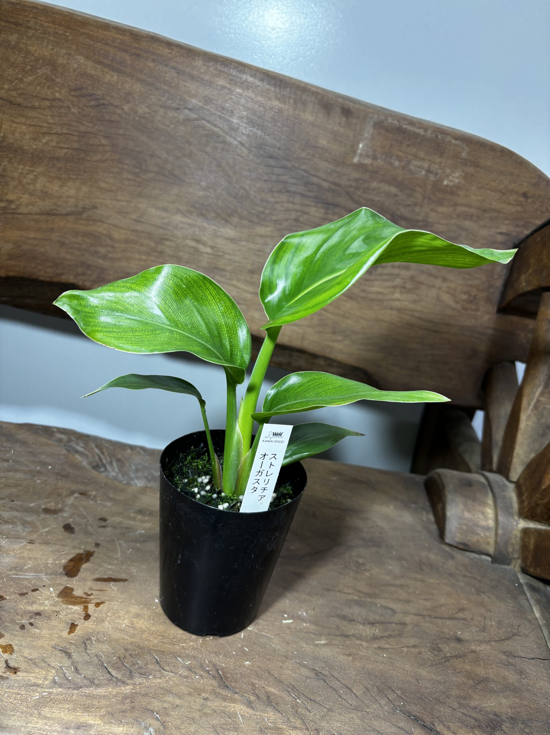 ストレリチア・オーガスタ - 画像 (3)