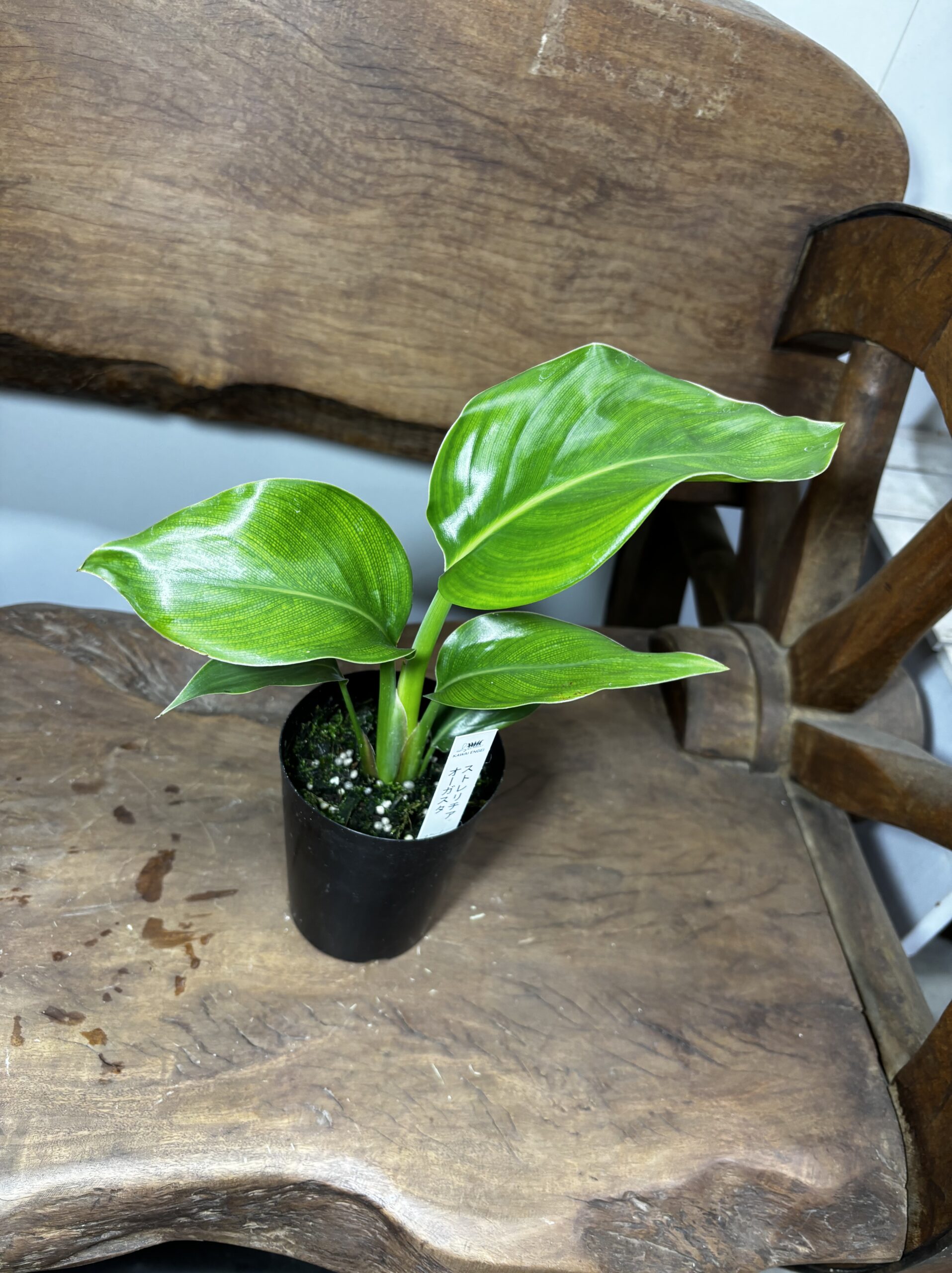 ストレリチア・オーガスタ - 画像 (4)