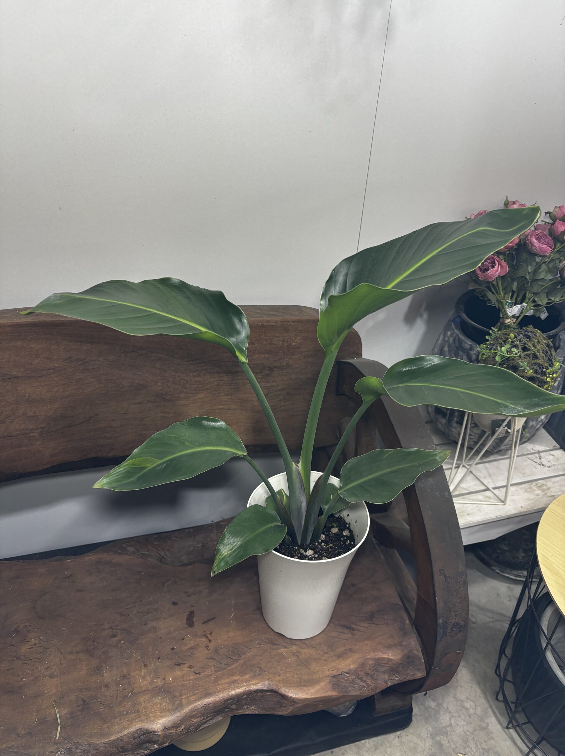 ストレリチア・オーガスタ - 画像 (6)