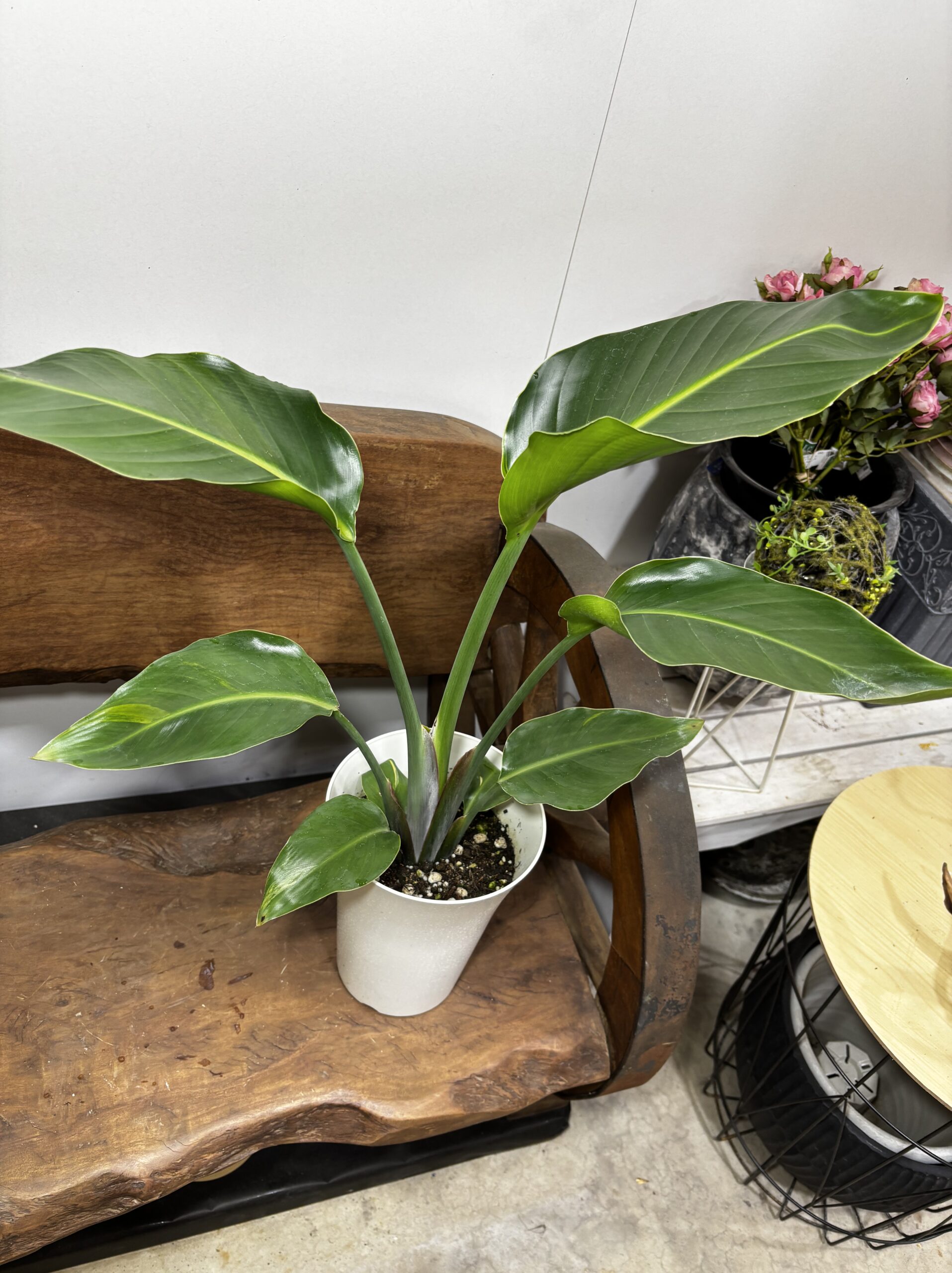 ストレリチア・オーガスタ - 画像 (9)