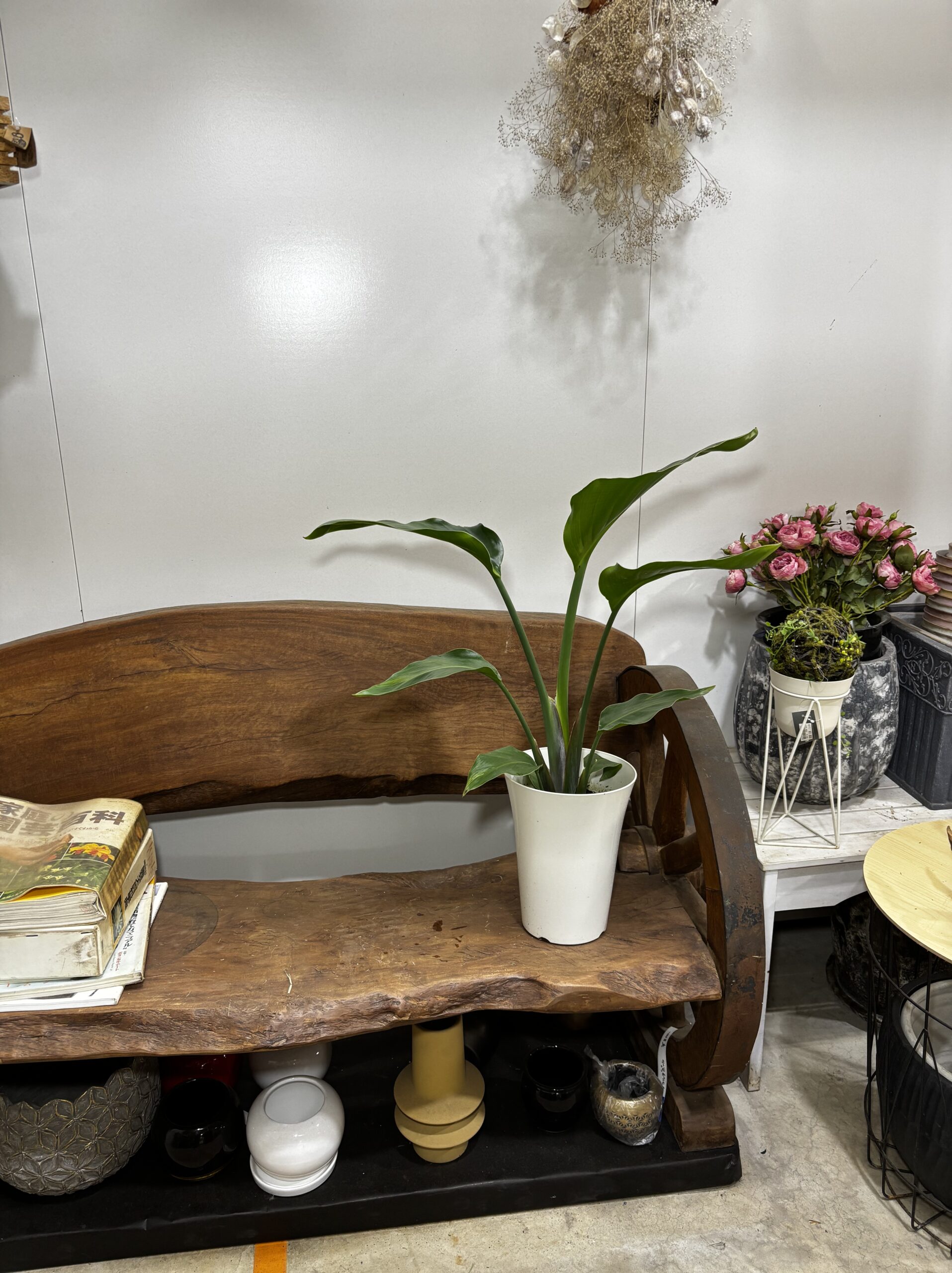 ストレリチア・オーガスタ - 画像 (10)