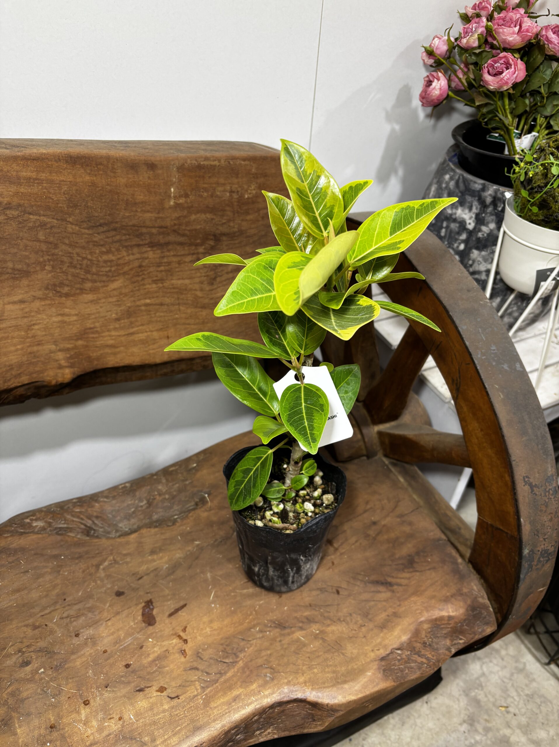 フィカス・アルテシーマ - 画像 (12)