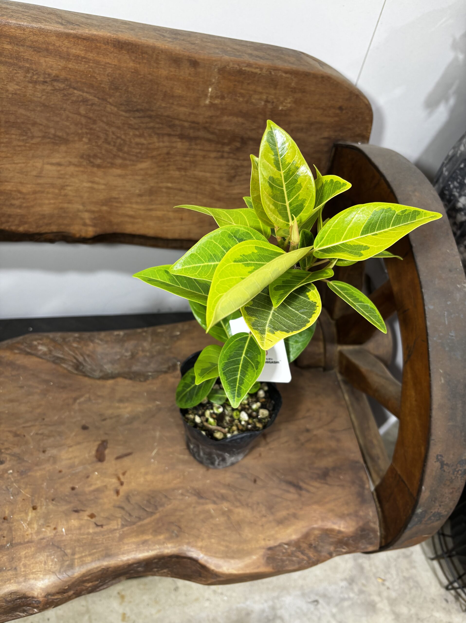 フィカス・アルテシーマ - 画像 (14)