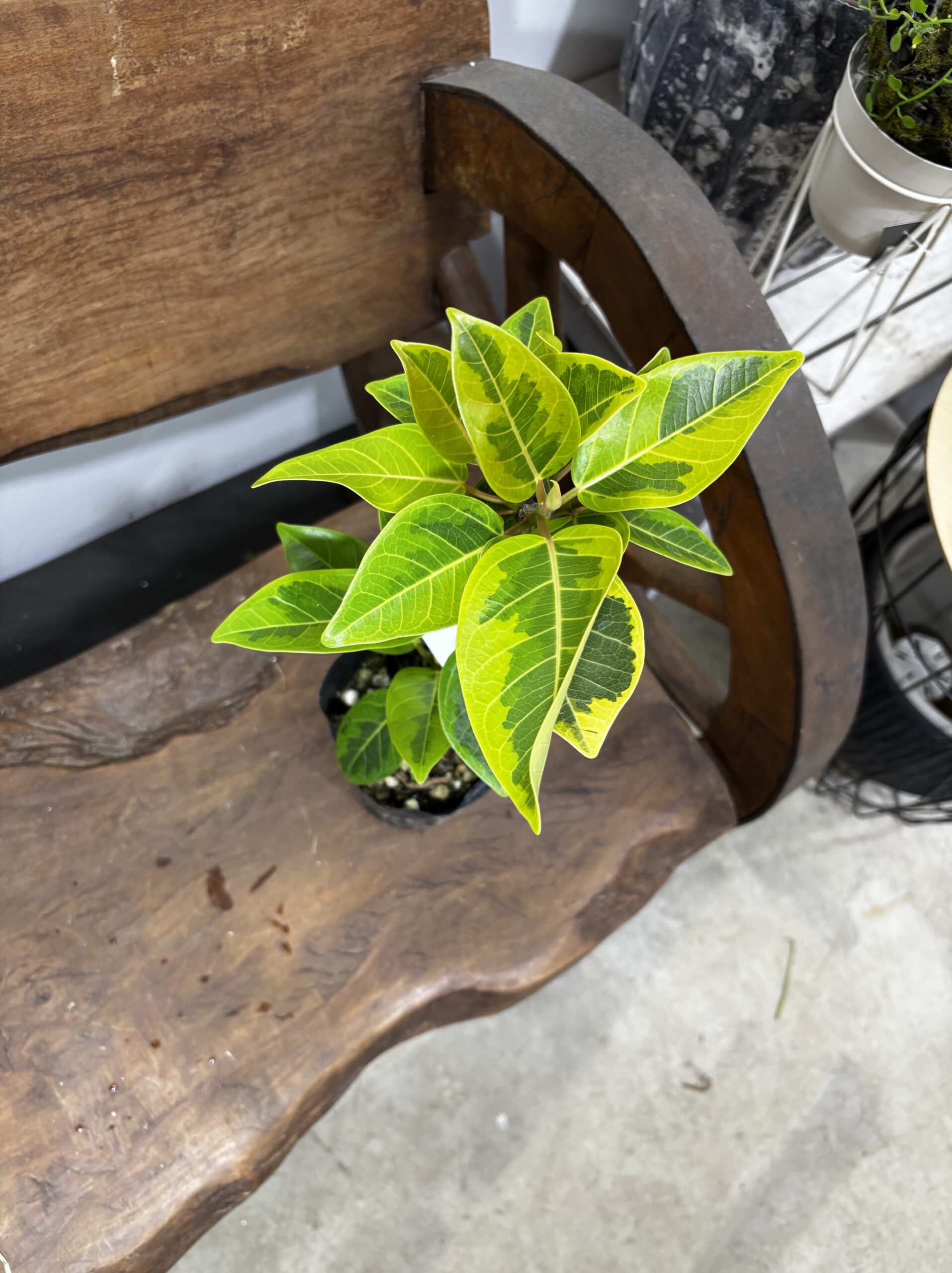 フィカス・アルテシーマ - 画像 (13)