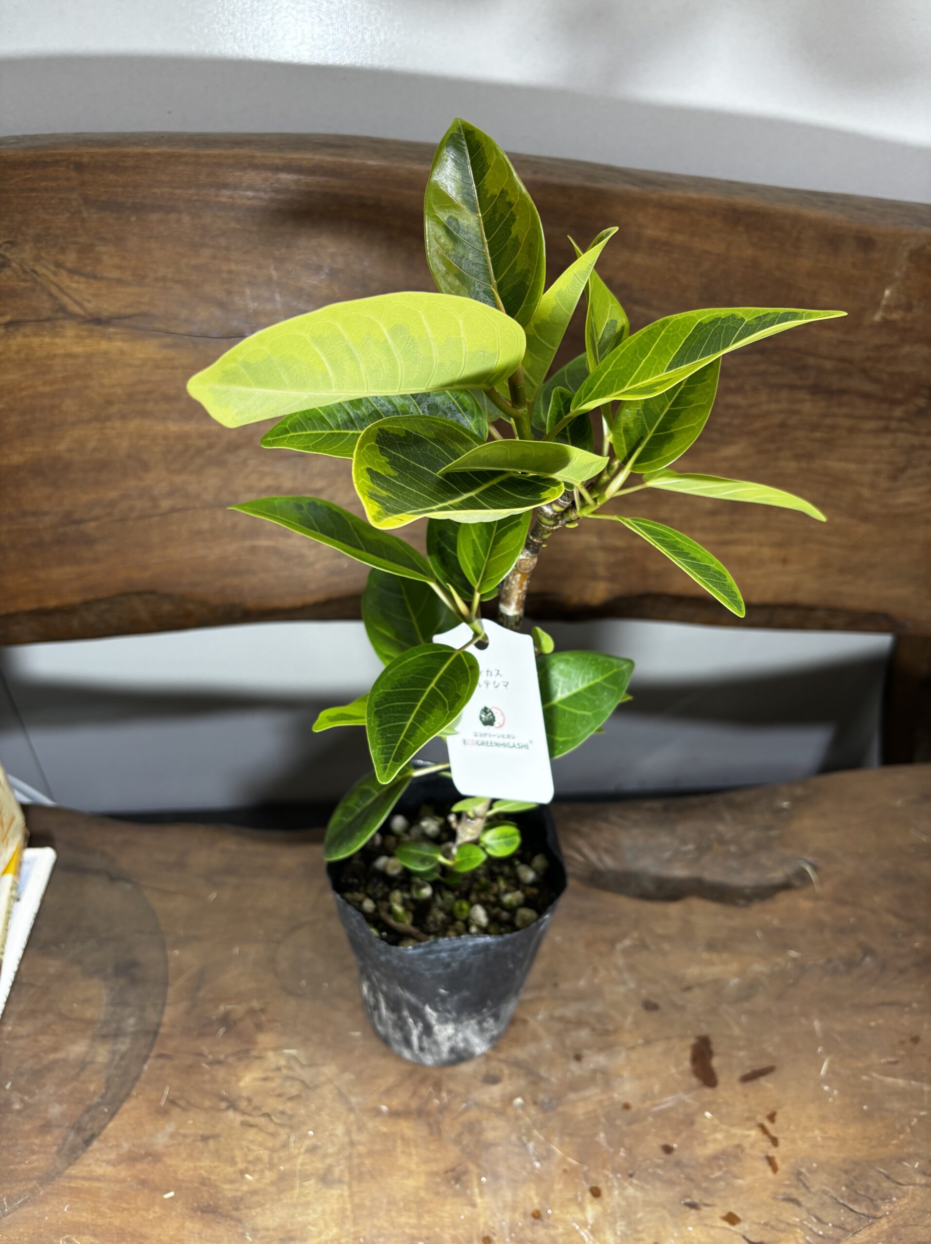 フィカス・アルテシーマ - 画像 (15)