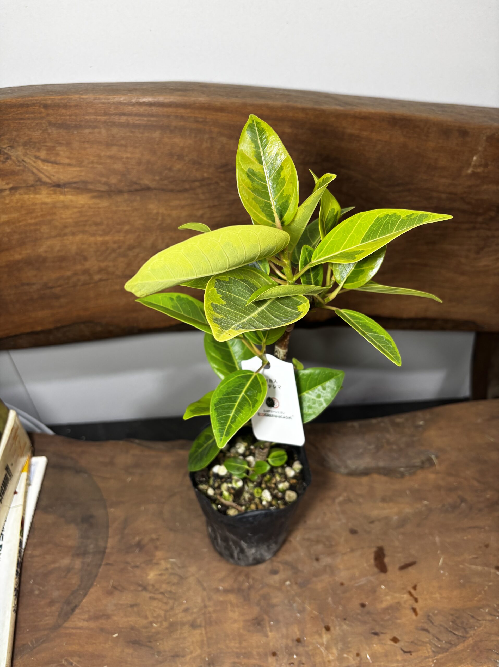 フィカス・アルテシーマ - 画像 (16)