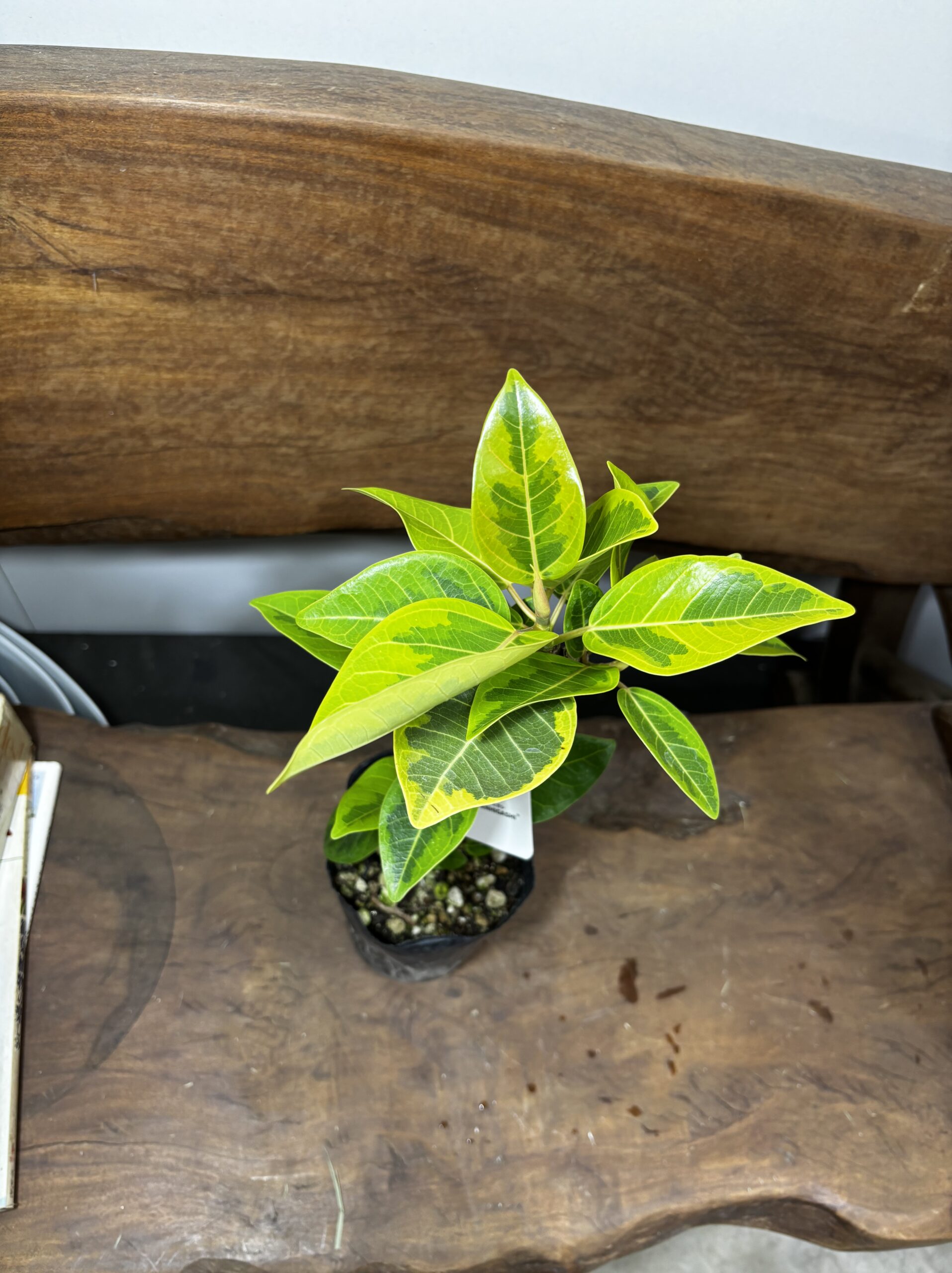 フィカス・アルテシーマ - 画像 (17)