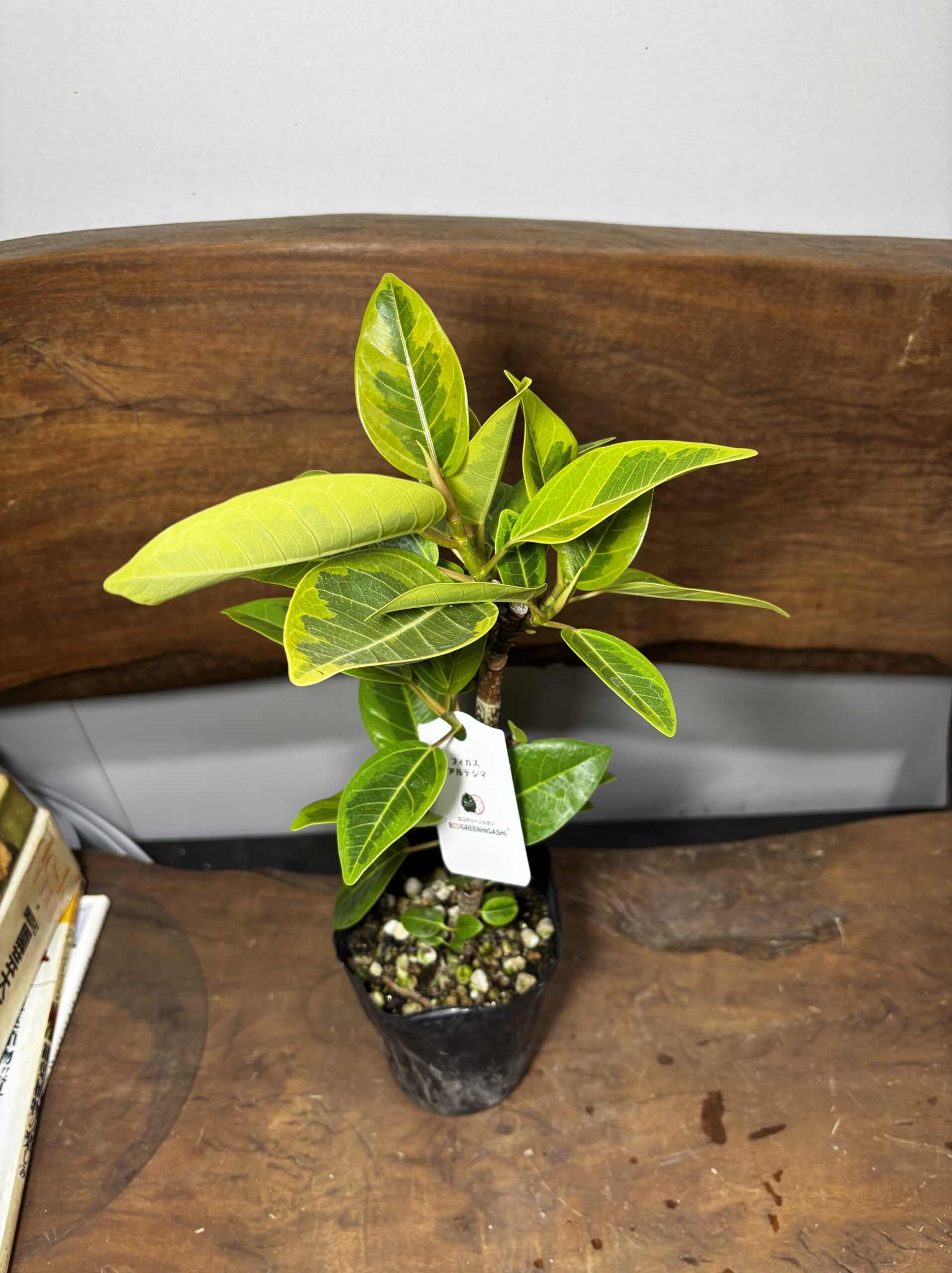 フィカス・アルテシーマ - 画像 (11)