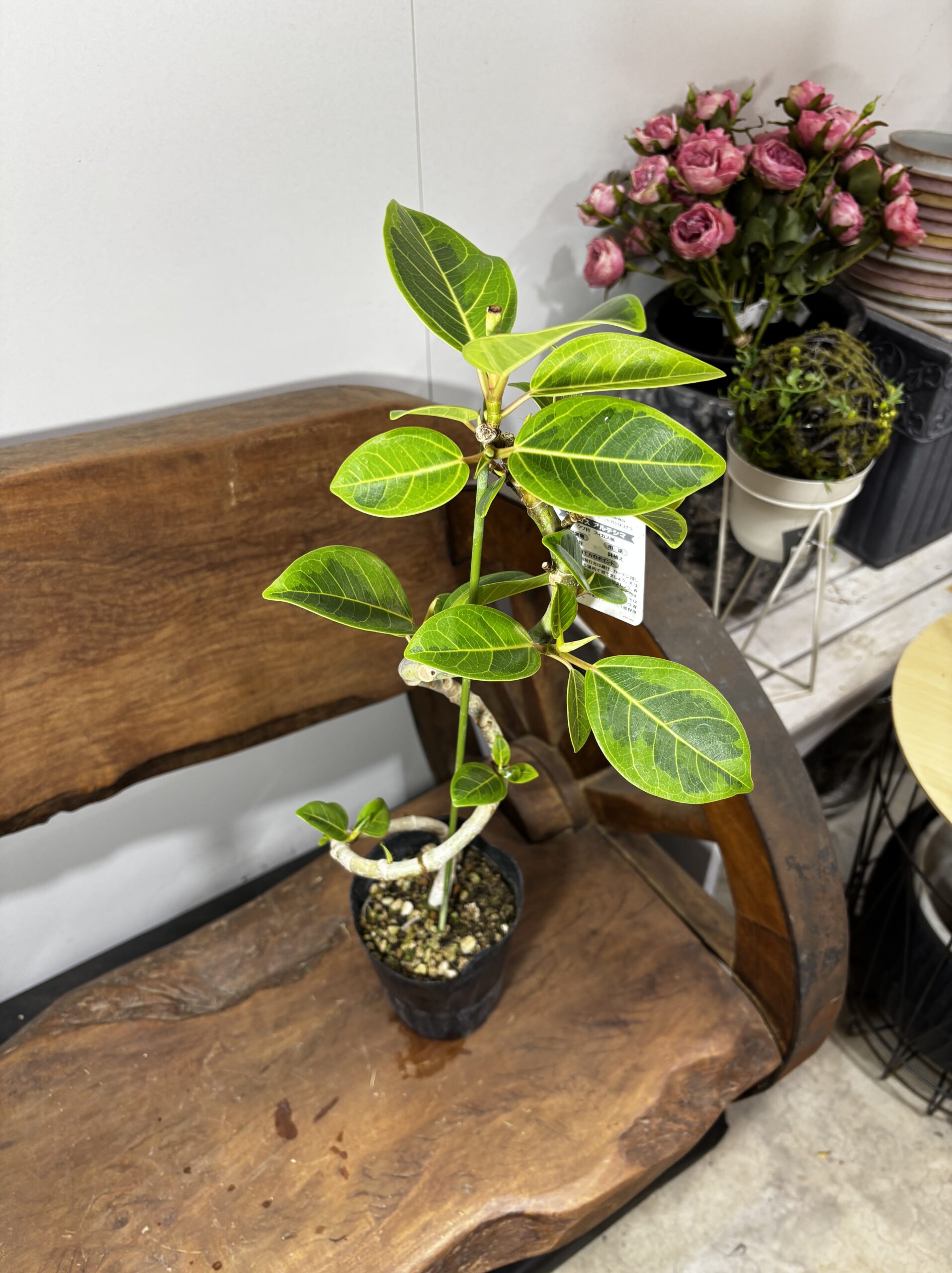 フィカス　ミックス　4号　曲がり - 画像 (15)